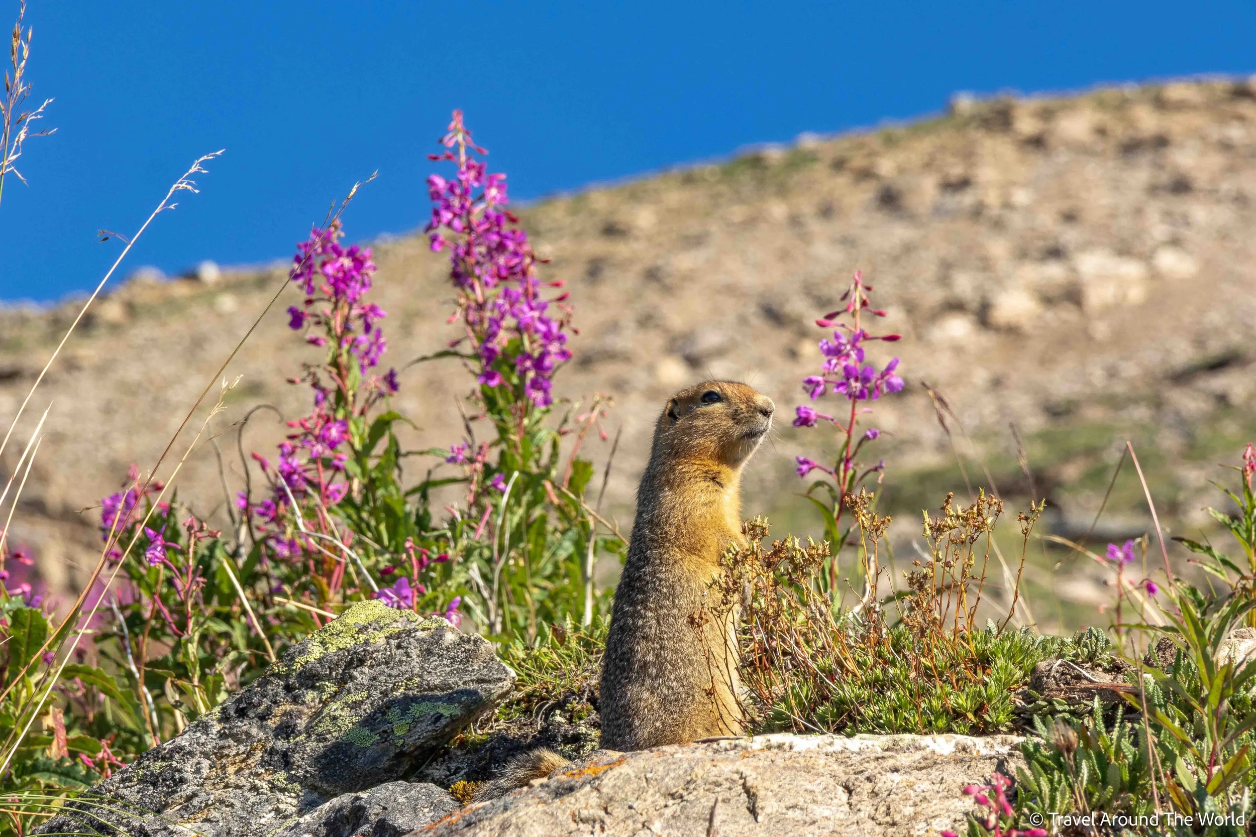 Erdhörnchen (Ground Squirrel)