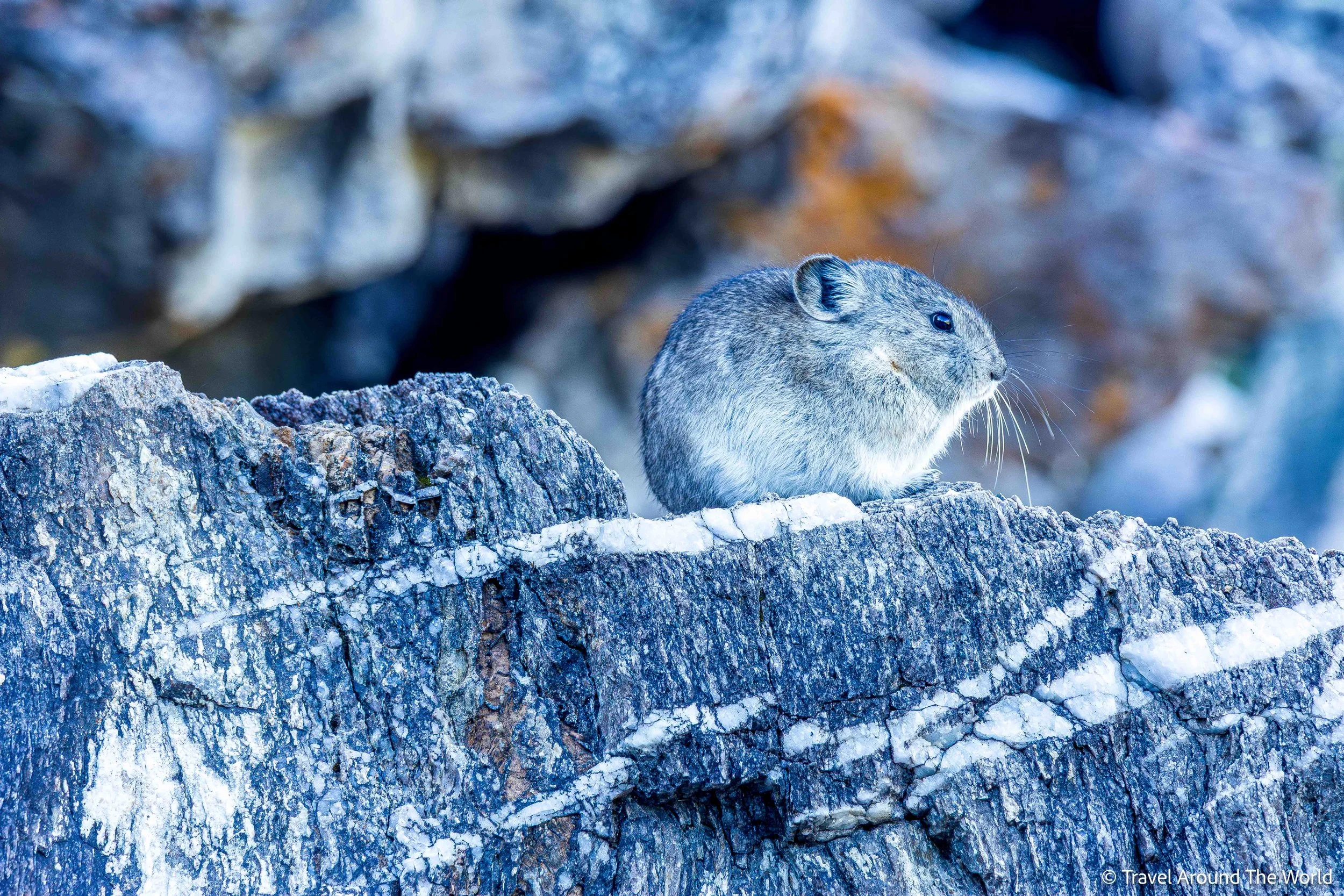 Pfeifhase (Pika)
