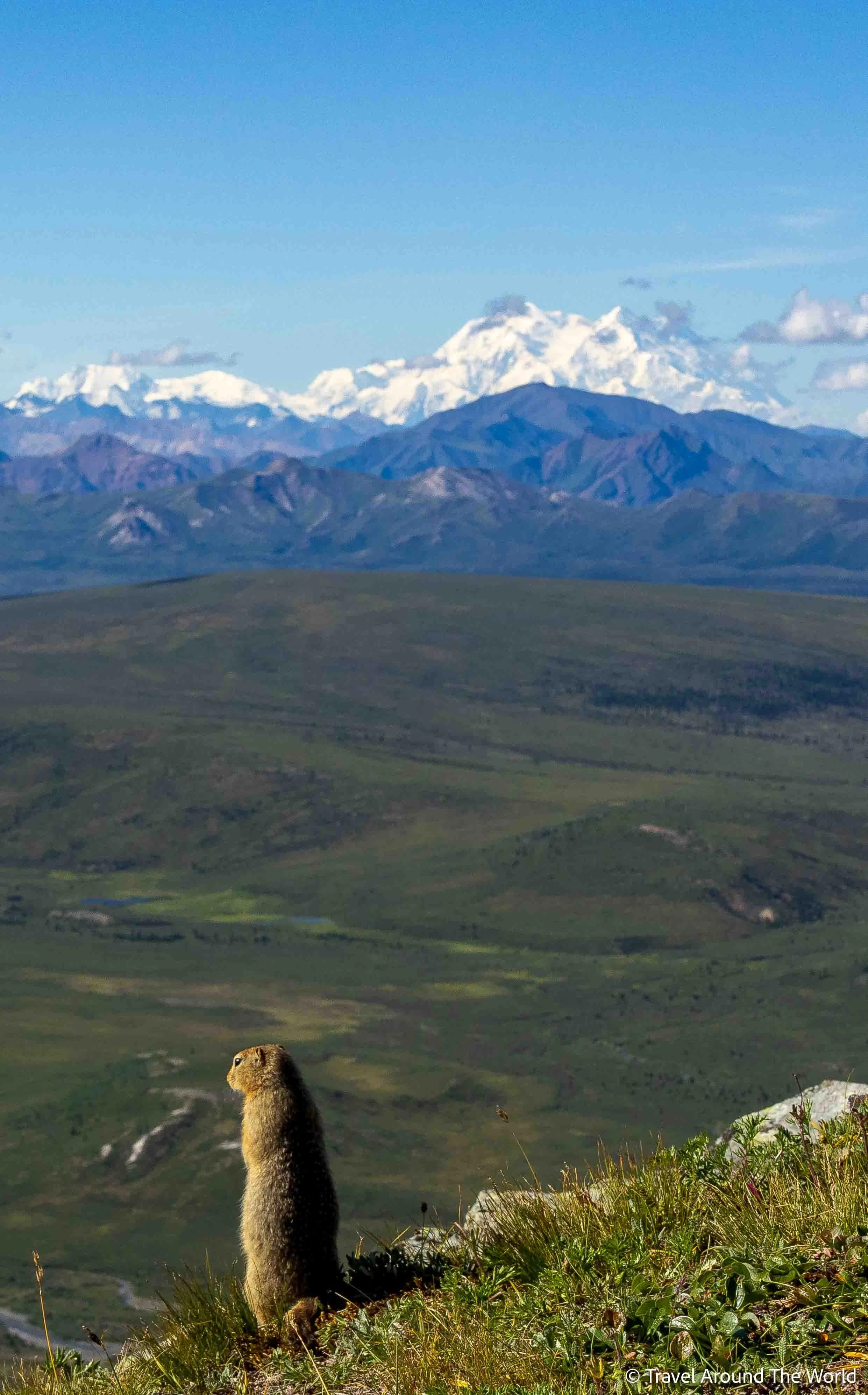 Erdhörnchen (Ground Squirrel)