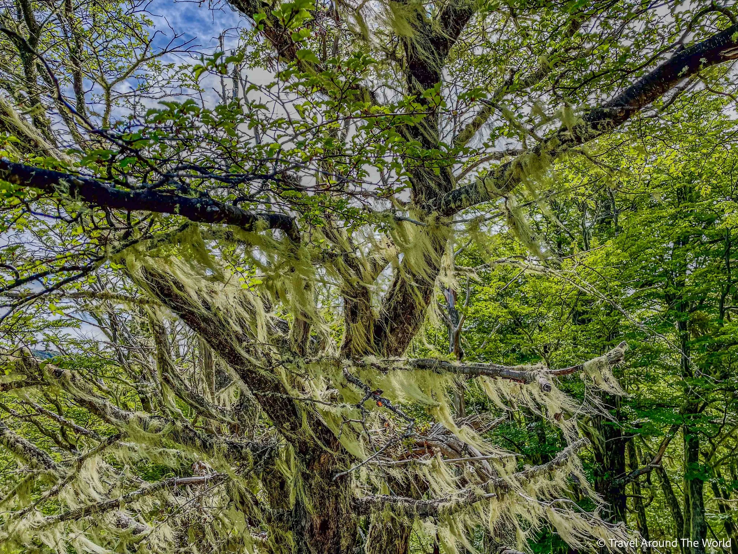 moos- und flechtenbehangener Baum