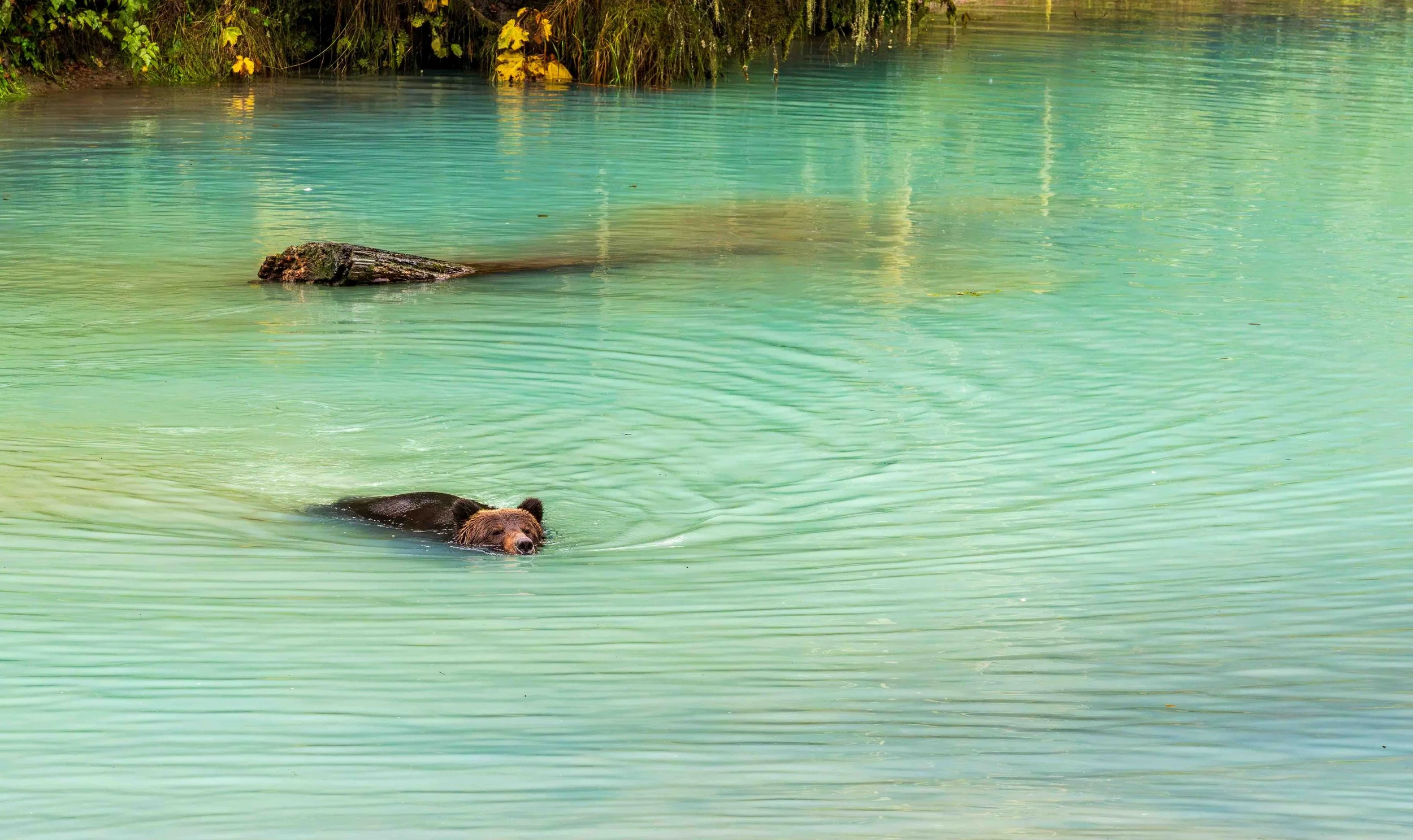 Hyder – Fish Creek