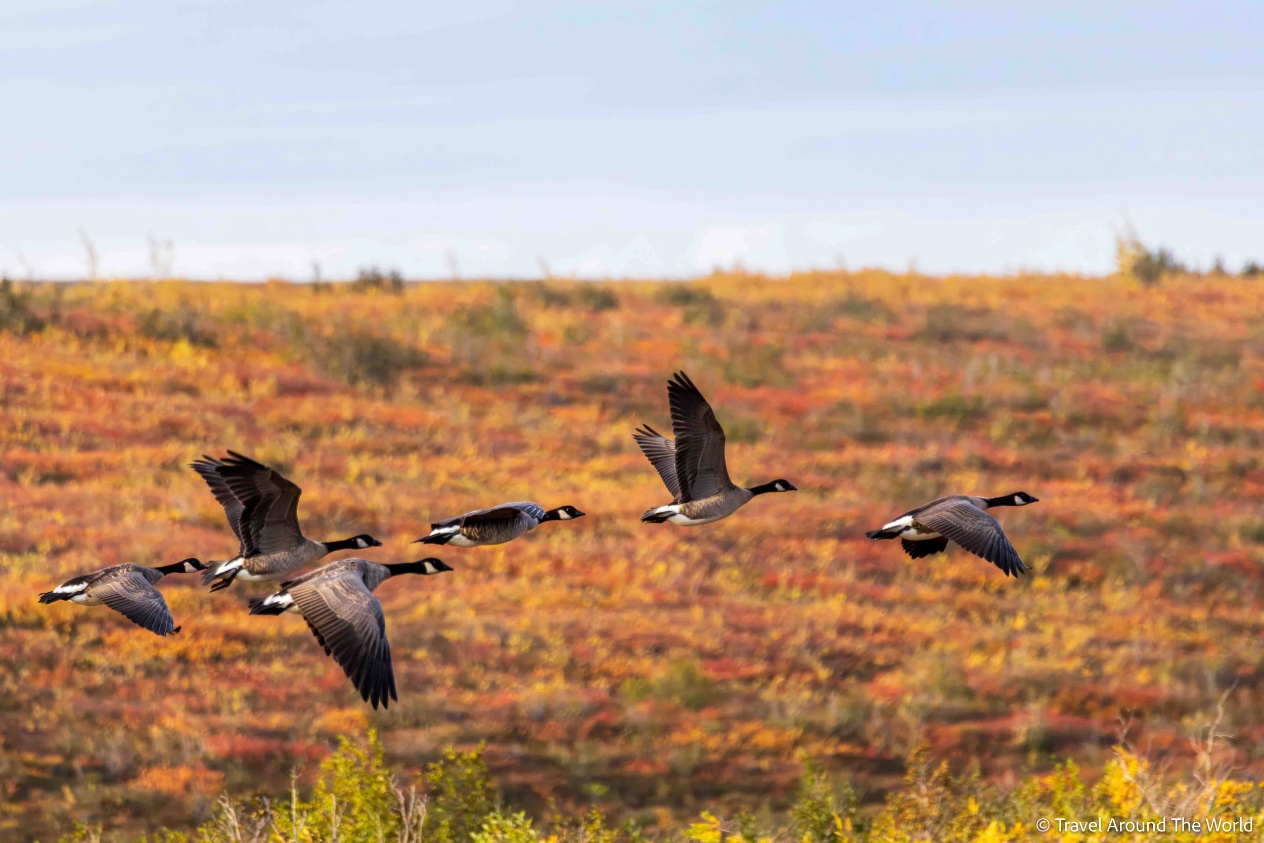 Kanadagänse (Canada Geese)