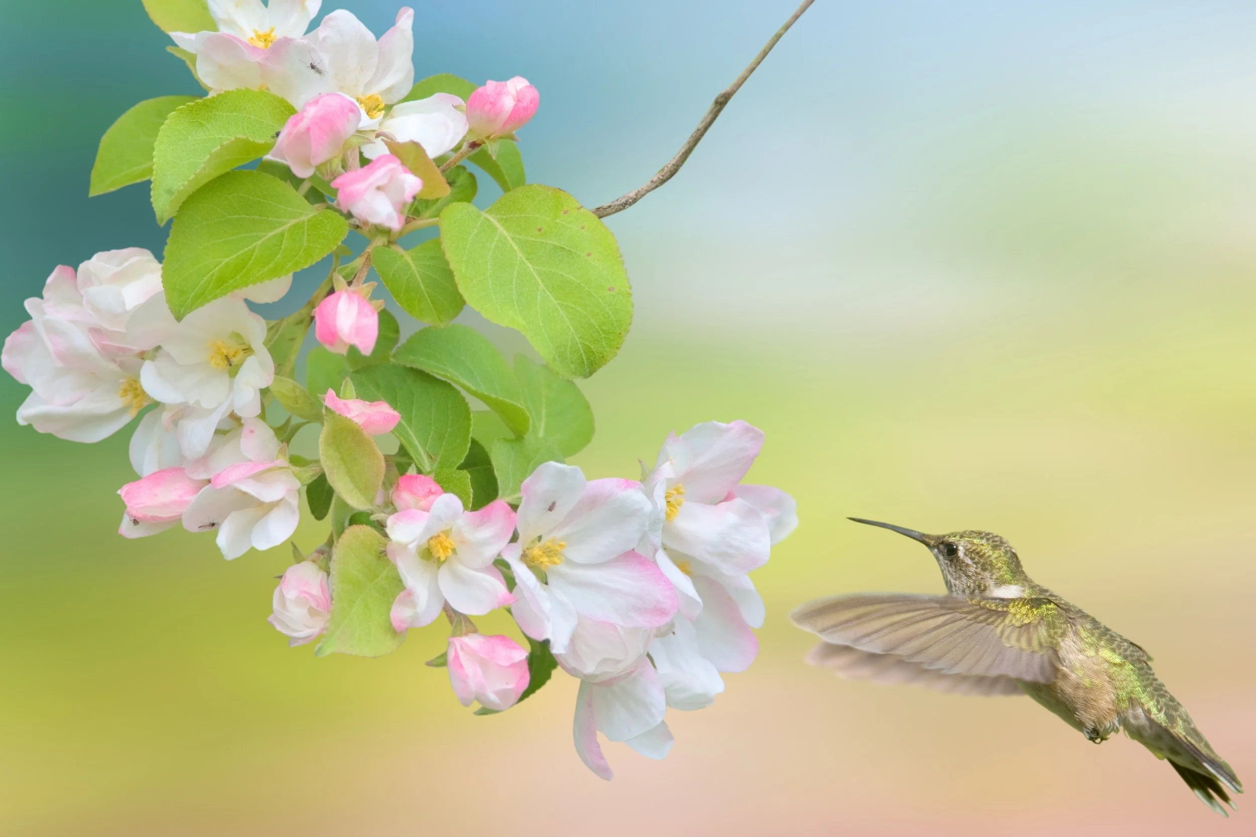 5 Steps to a Spring Rejuvenation: Nurture Your Mind & Mental Health
