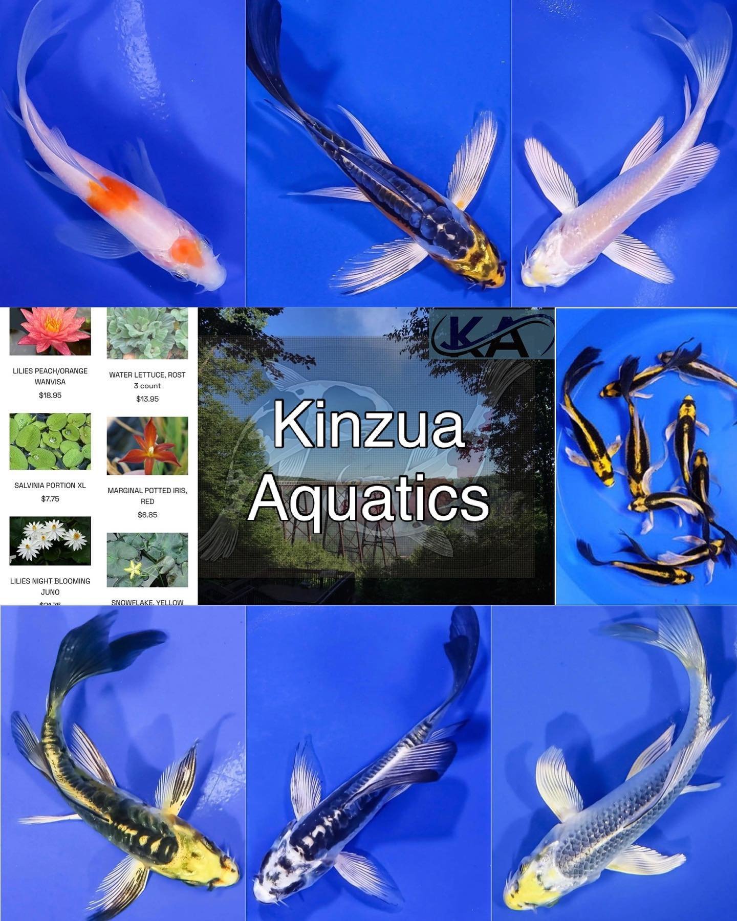 For our first vendor spotlight we have Kinzua Aquatics! 

They will have two large koi ponds full of various sizes of koi, butterfly koi, &amp; specialty koi. They will also have a variety of fresh water fish, tropical fish, aquatic plants, and pond 