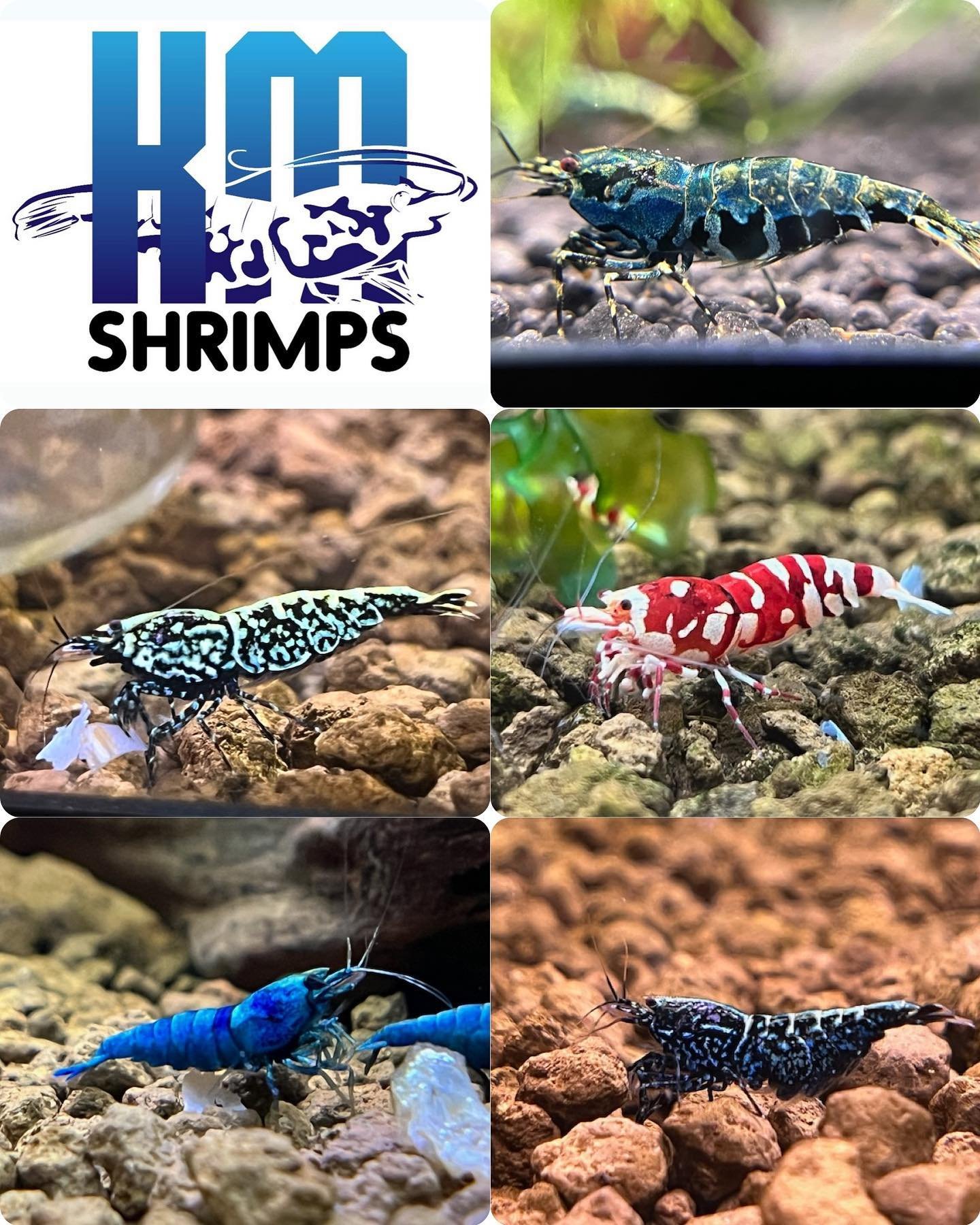 @kmshrimps will be joining us on June 2nd! 

KMShrimps began with a small purchase of cherry shrimp that turned an aquascape into an addiction. They fell in love with the active decoration that make any aquarium pop!

They will be offering a variety 