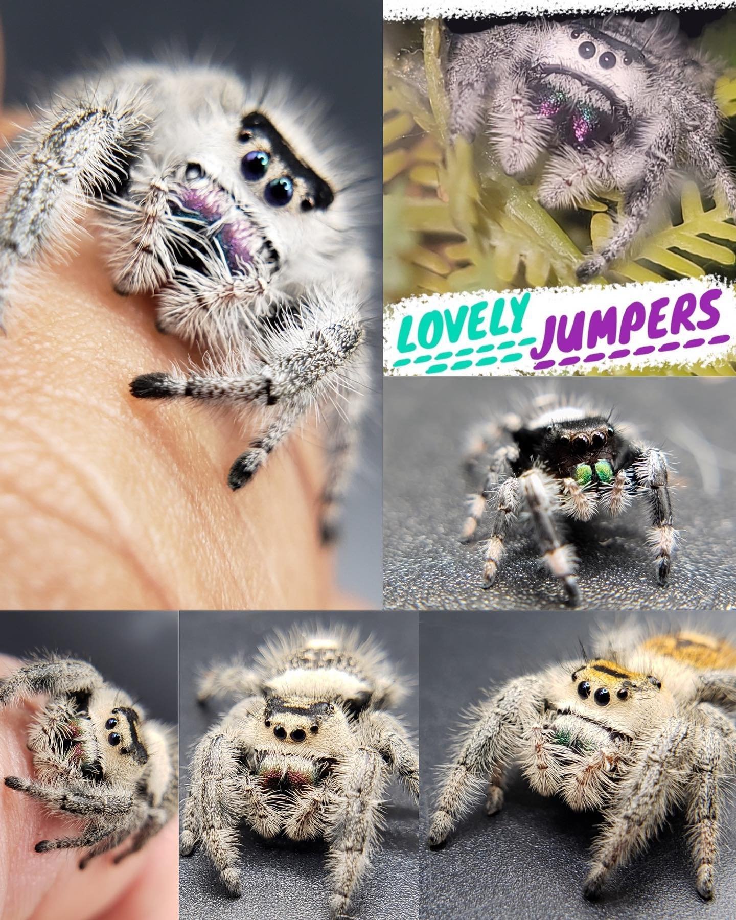 Lovely Jumpers will be joining us June 2nd! 

Lovely Jumpers&rsquo; dedication shines though in the health and vibrancy of their captive bred jumping spiders.
This passionate husband and wife team pourscare into cultivating an array of personable spe