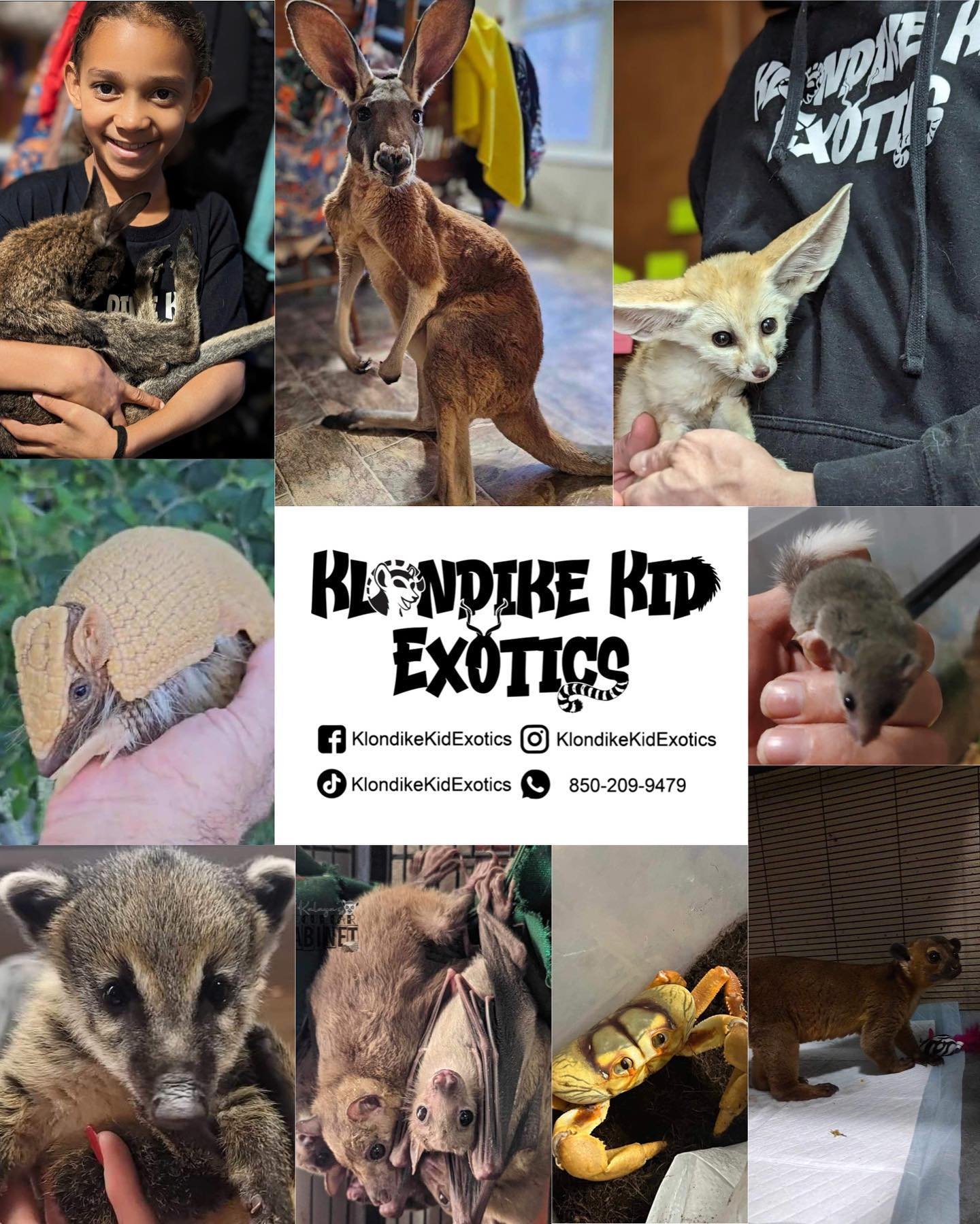 @klondikekidexotics will be joining us for our June 2nd show! 

Their passion for exotics runs deep! They are a USDA licensed facility with over 20 years of combined experience in the world of exotic animals. From breeding, transport, educational and