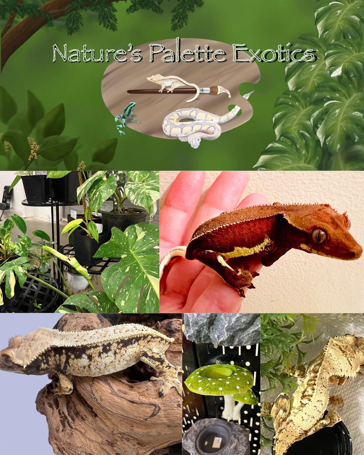 @naturespaletteexotics.ig will be joining us on June 2nd! 

They have a passion for breeding quality animals. They have gorgeous captive bred crested geckos and chahouas. They carry a wide range of supplies too. They also have a nice selection of tro