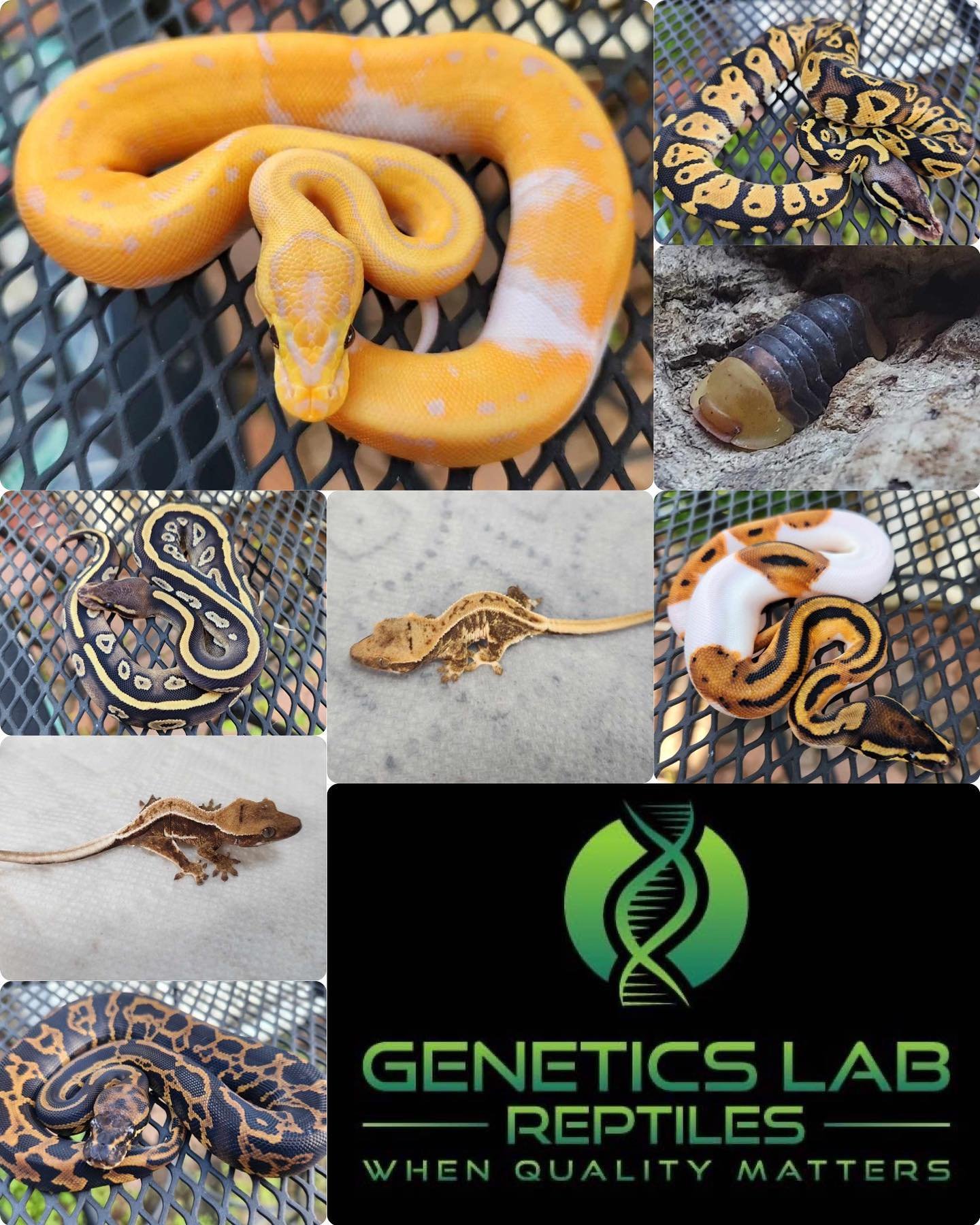 @genetics_lab_reptiles will be vending with us on June 2nd!

They will be bringing a variety of crested geckos along with selectively bred ball pythons. They will also have a few species of isopods available!

Make sure to go check them out! #snakes 