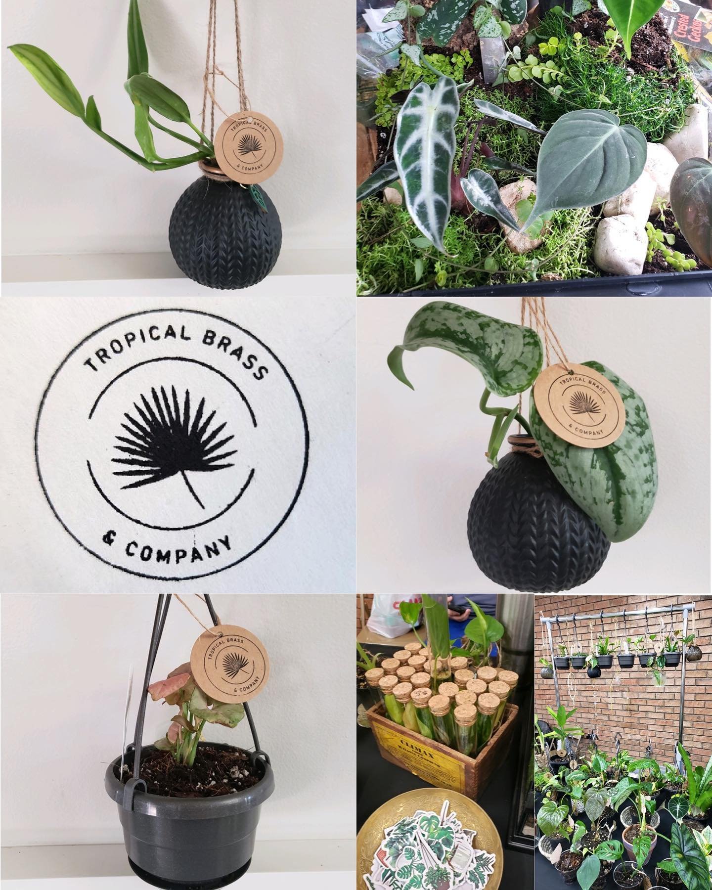 Tropical Brass &amp; Company will be joining us June 2nd!

They are a local company passionate about delivering hand selected and styled plants and accessories to the lives, businesses and homes of their clients. They will also have a variety of terr