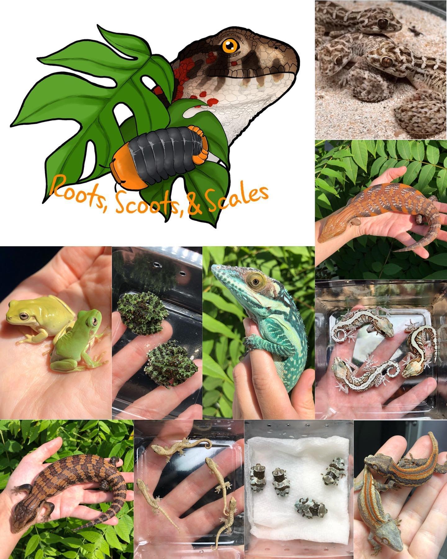 @roots_scoots_scales will be joining us June 2nd! 

They will have a neat variety of exotic reptiles. Just a few exciting things they&rsquo;ll be bringing are 

-Northern Blue Tongue Skinks
-Irian Jaya Blue Tongue Skinks
-Smallwood&rsquo;s anoles
-Gr