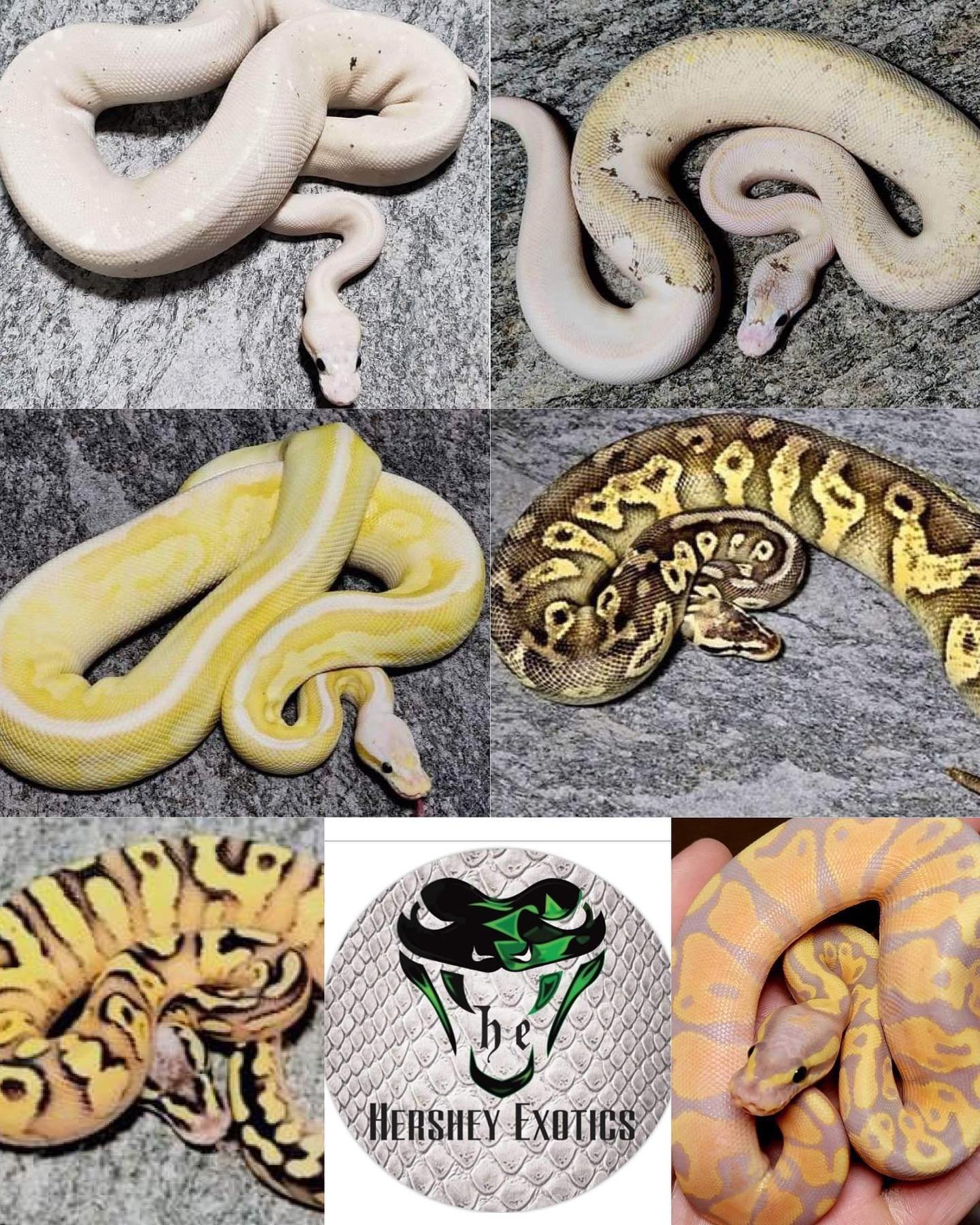 @hersheyexotics will be vending with us on June 2nd! 

They will have a wide variety of beautiful ball pythons to choose from!

Make sure to check them out! #ballpython #ballpythonsofinstagram #snake #snakes #exoticreptiles #exoticreptile #exotic #re