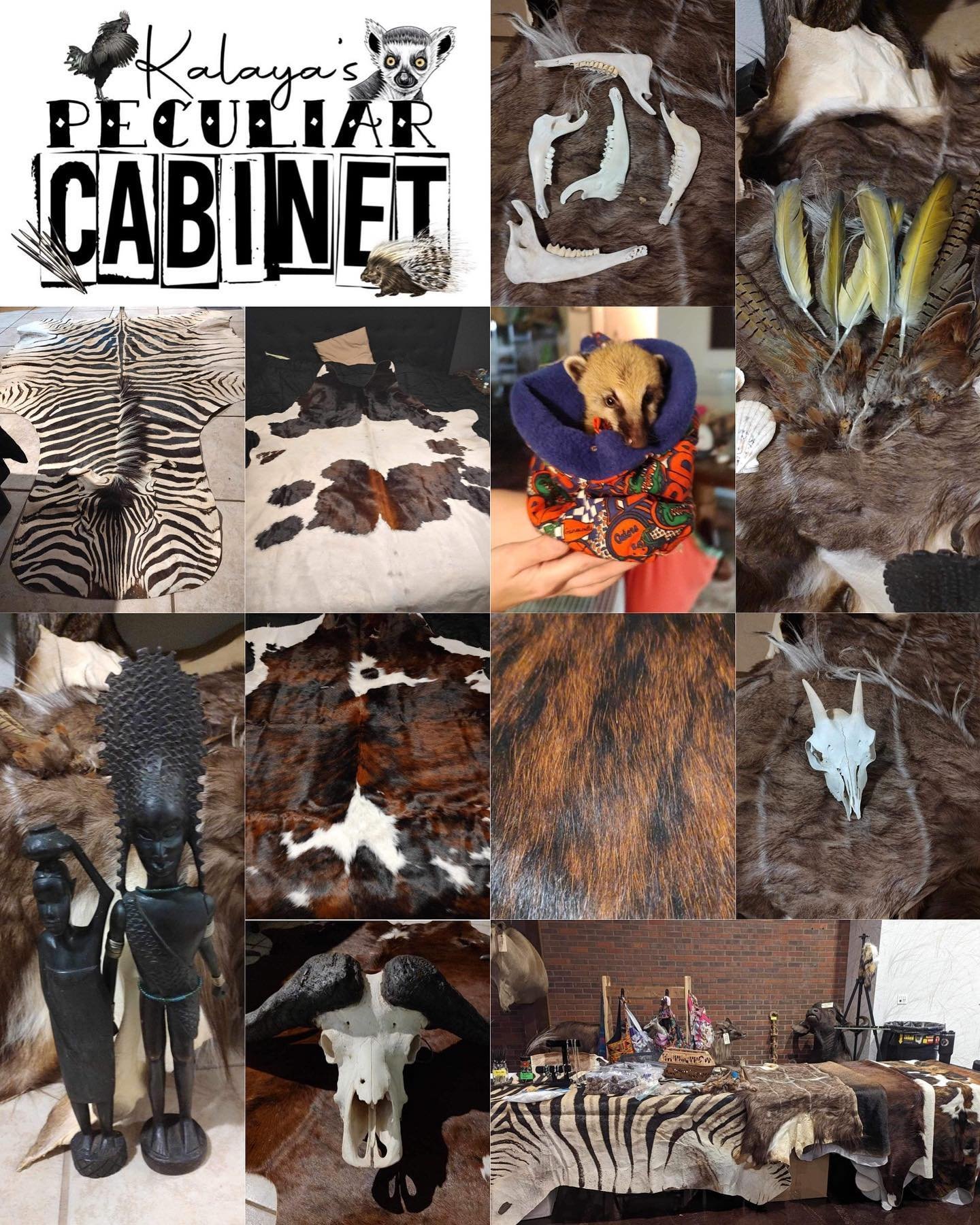 Kalaya&rsquo;s Peculiar Cabinet will be joining us June 2nd! 

They do ethically sourced exotic taxidermy such as zebra, kudu, gemsbok, impala hides, various African hoof stock, imported Brazilian cowhides, bones, quills, and oddities. They will also