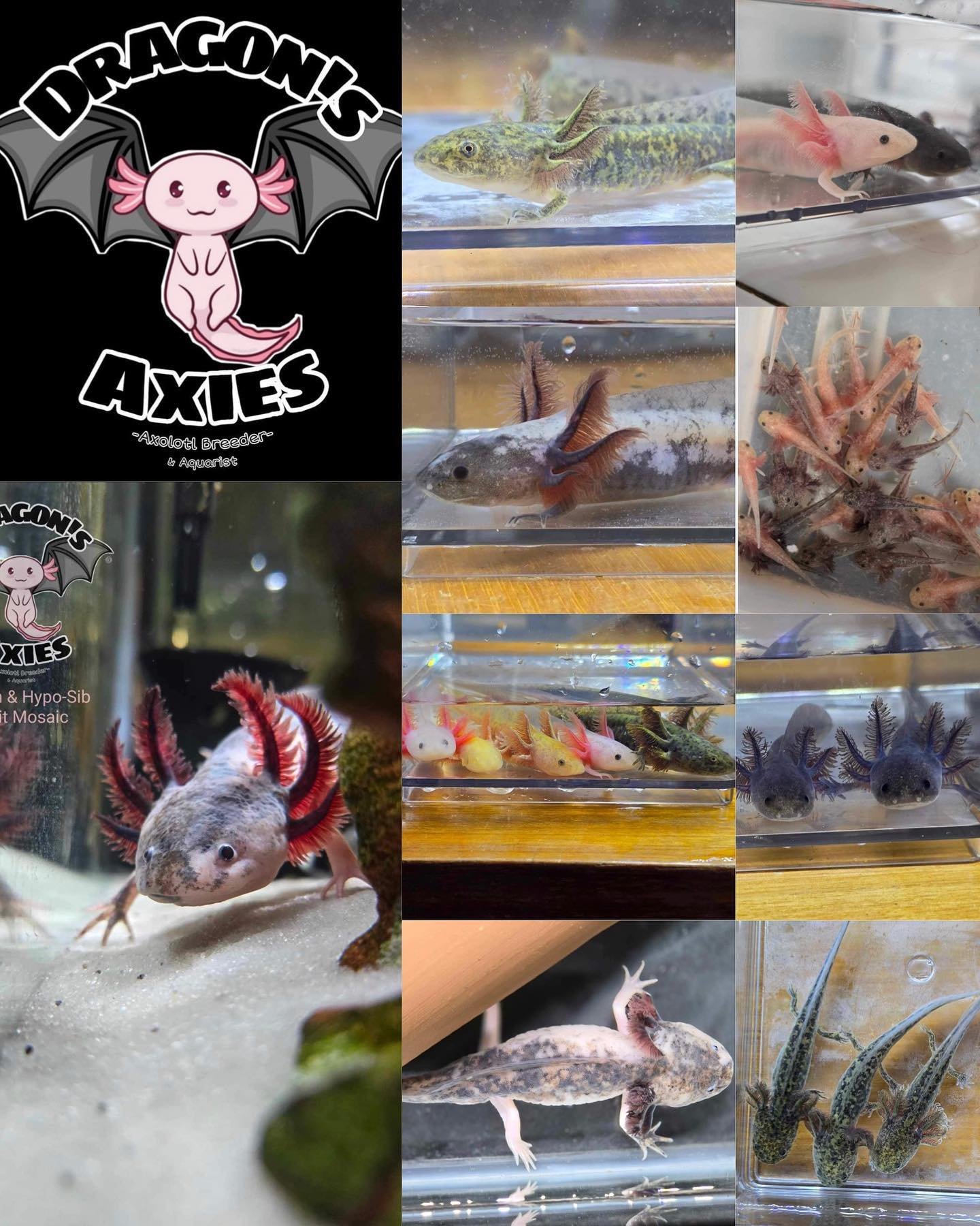 @dragonsaxies will be joining us June 2nd! 

They will have a gorgeous selection of axolotls available along with other cute Axolotl merch. 

Make sure to go and check them out! #axolotl #axoltolsofinstagram #exotic #exoticreptiles #reptile #reptiles