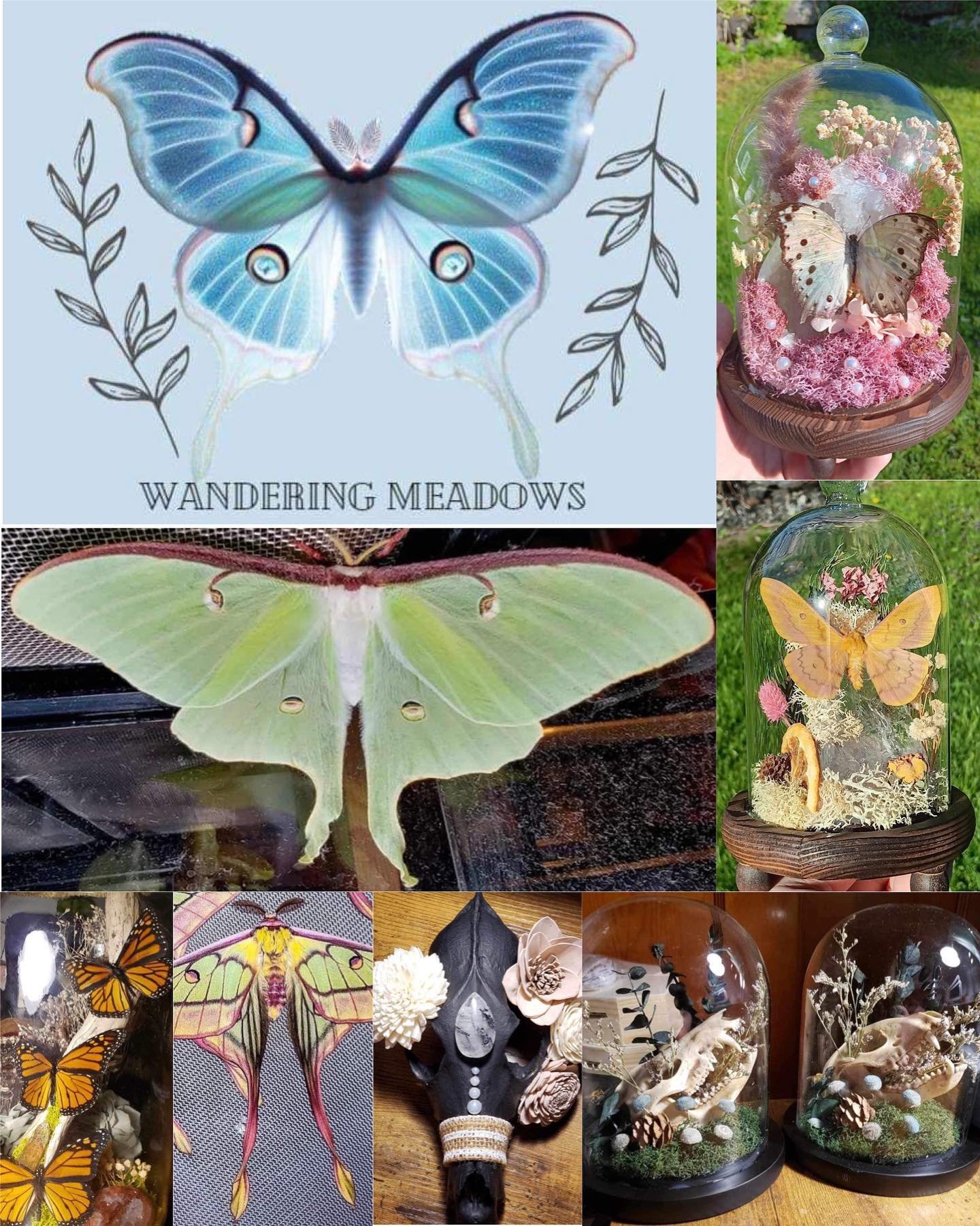 Wandering Meadows Oddities will be joining us June 2nd! 

They will have a variety of handmade pieces to offer that contain beautifully preserved specimens, among other oddities, curiosities, and crystals! 

Make sure to check them out! #oddities #cr