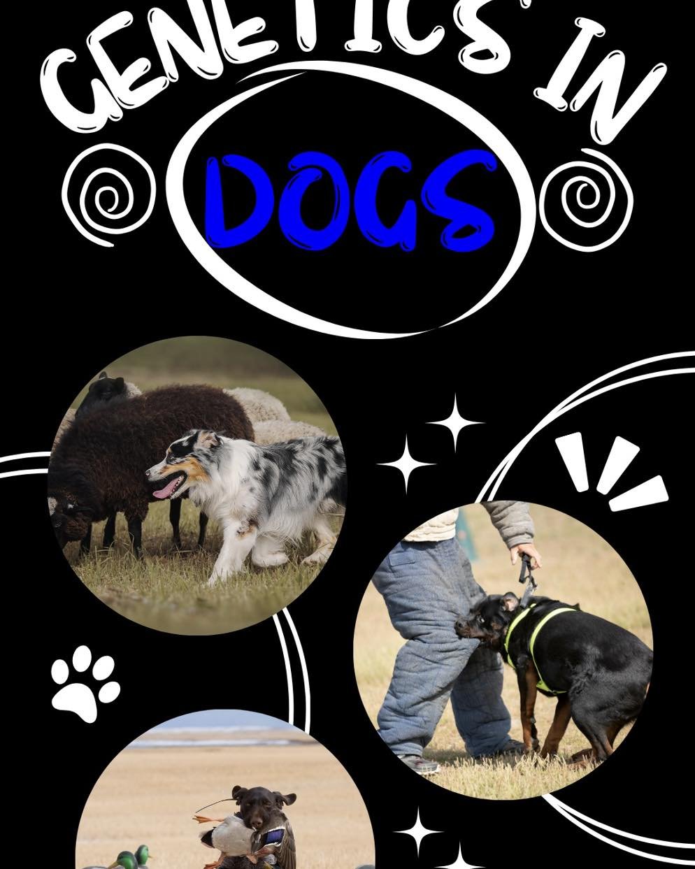 I&rsquo;ve seen a high rate of puppies being rehomed and entering the shelter. These slides will give you a basic starting off point to help get an idea of what to look for when searching for a puppy. Understanding the breed you want before purchasin