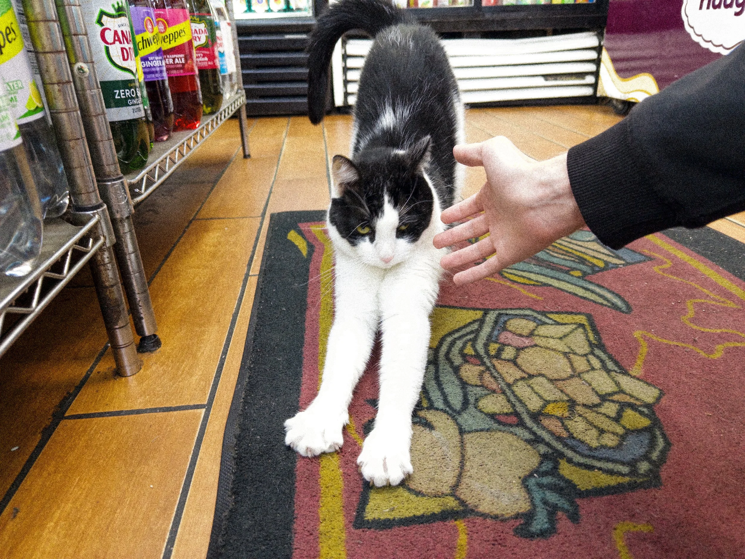 A black and white kitten being petted by a person inside a store, with shelves of drinks and a colorful rug on the floor.