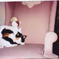 Christopher Clucas -  calico cat resting on a pink cushioned armchair with a white decorative pillow behind it.