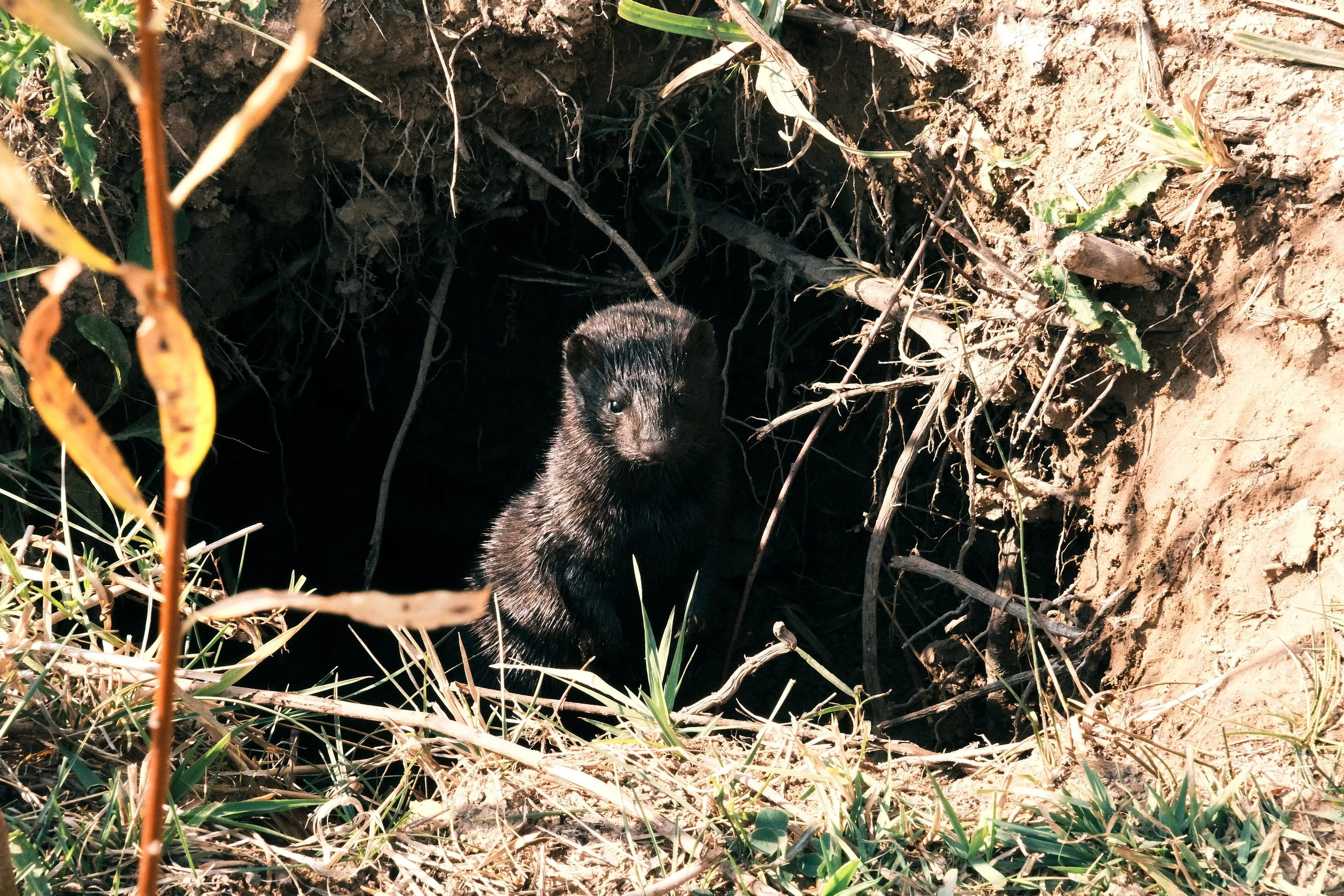A small black animal, likely a mink or similar creature, emerging from a burrow in the ground surrounded by grass and dirt.