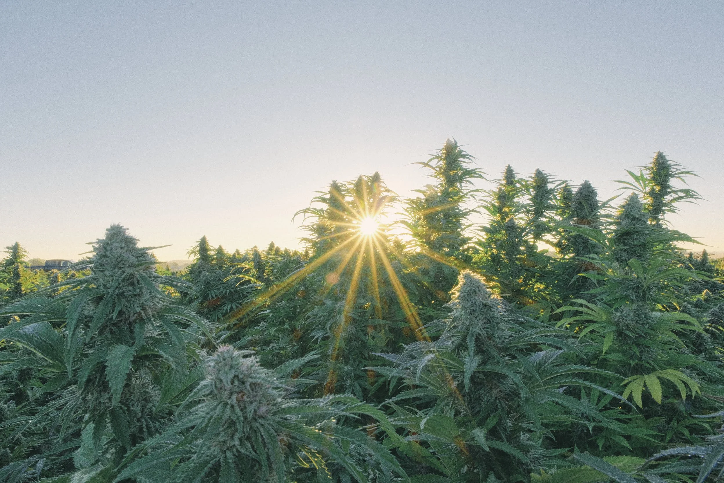 Sunlight shining over a field of lush cannabis plants.