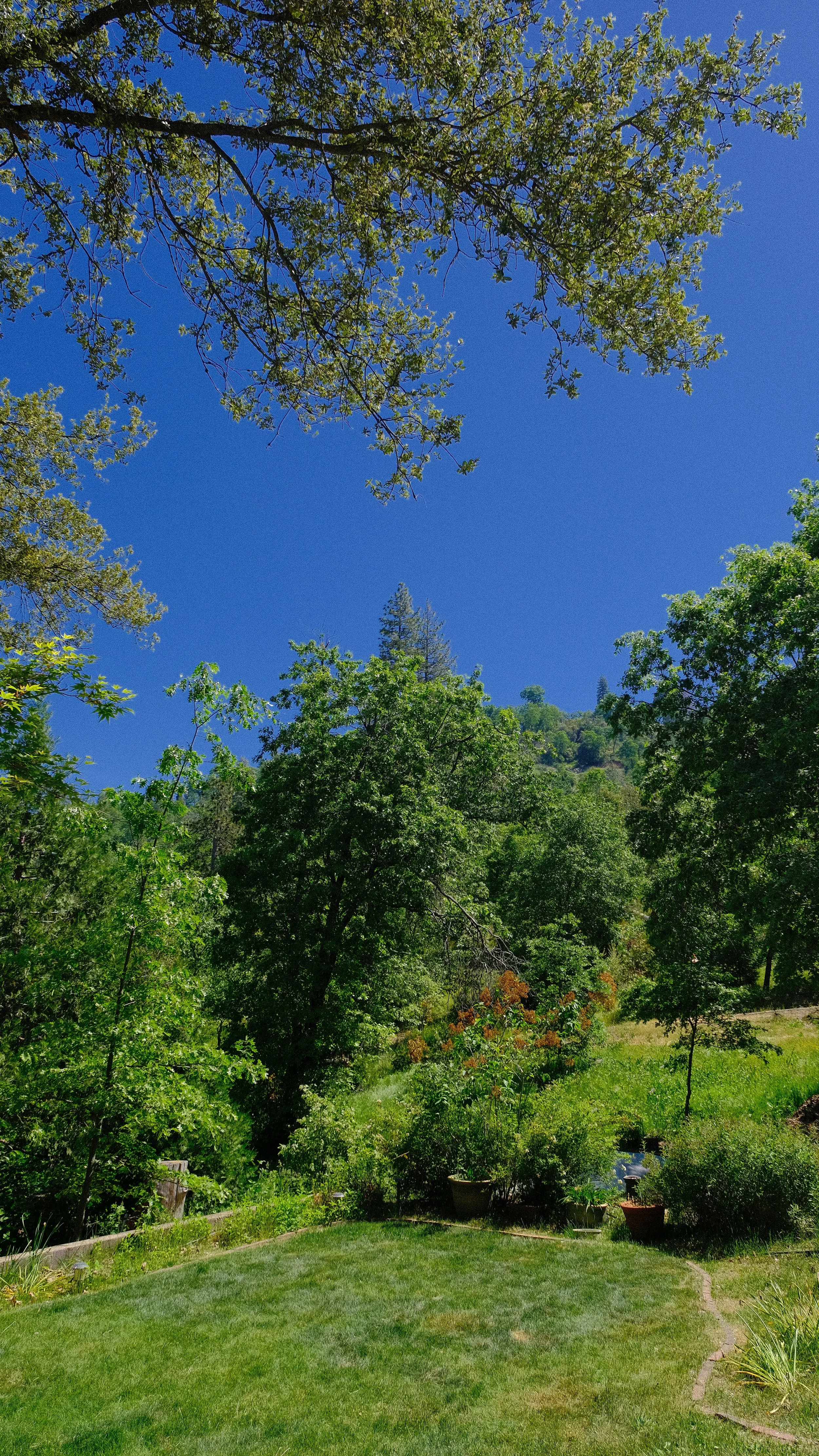 A backyard garden with a lush green lawn, surrounded by trees and bushes, under a bright blue sky.