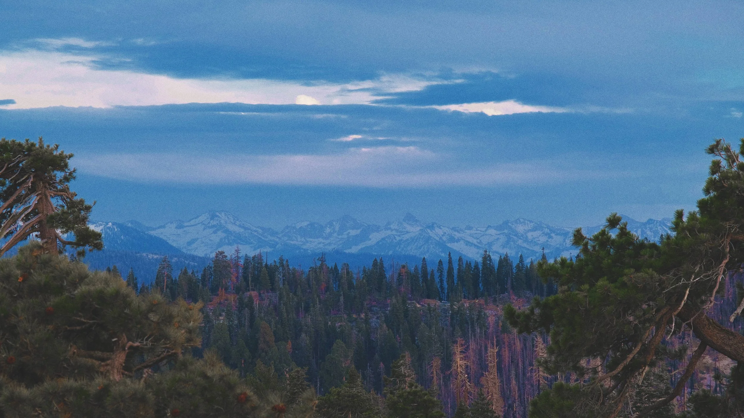 A scenic view of a mountain range with snow-capped peaks in the distance, surrounded by a dense forest of tall coniferous trees under a cloudy sky.
