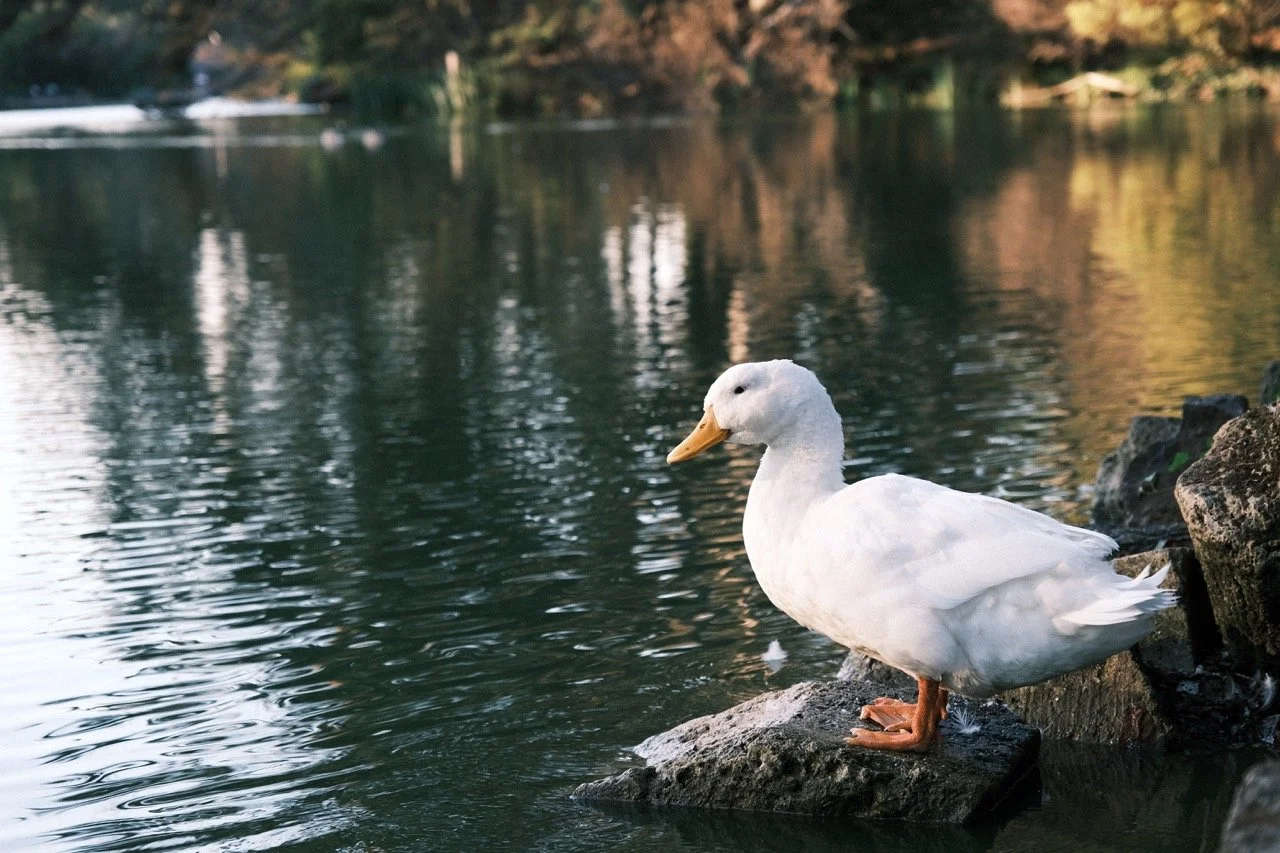 A white duck standing on a rock at the edge of a lake during sunset, with trees reflecting on the water.