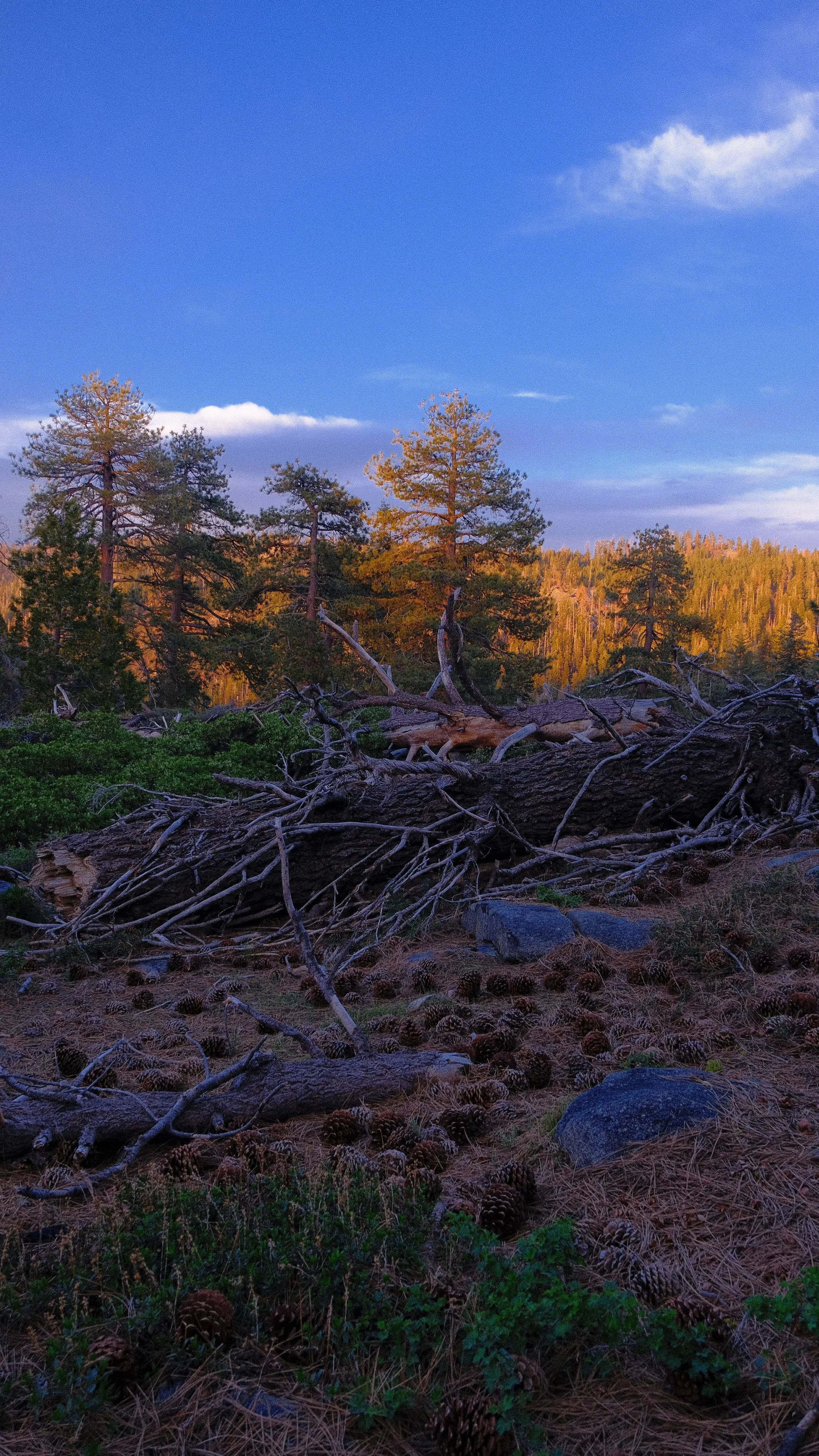 A fallen tree on forest floor with pinecones, rocks, and green foliage, with pine trees and a blue sky in the background.