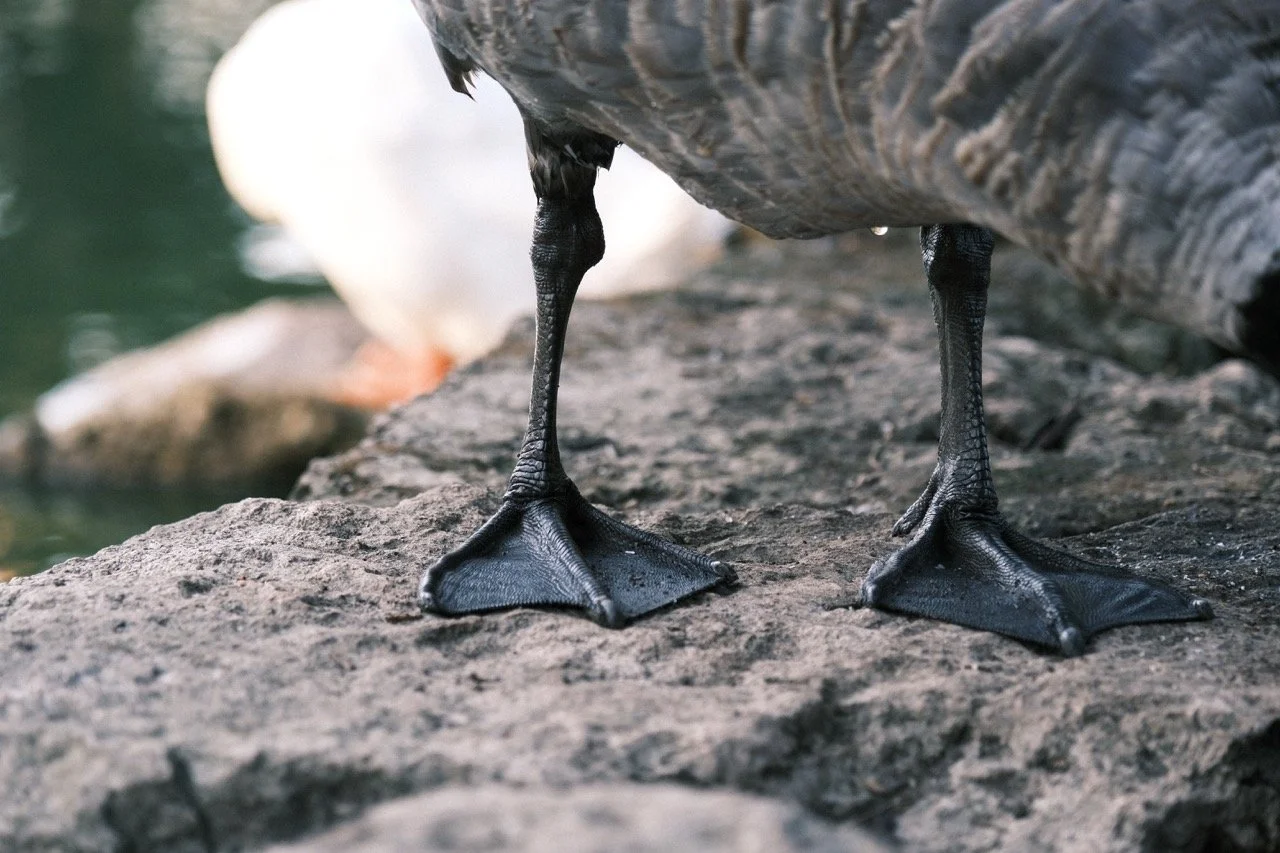 Close-up of the webbed feet of a duck standing on a rocky surface near water.