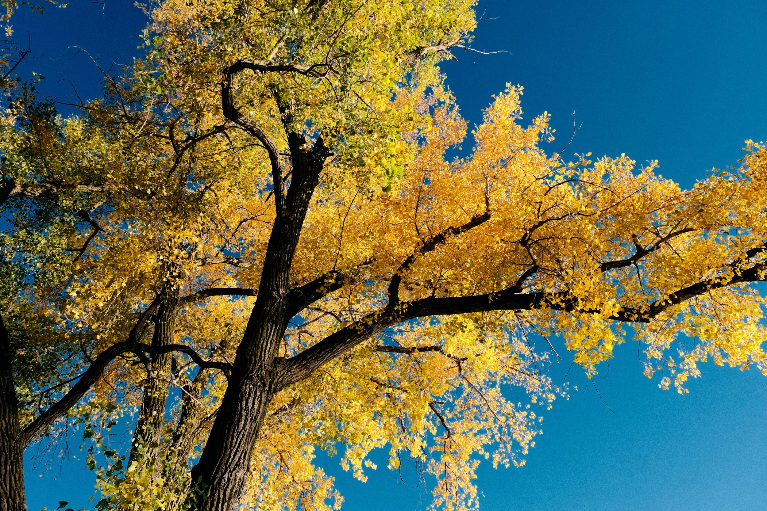 A tree with yellow autumn leaves against a clear blue sky.