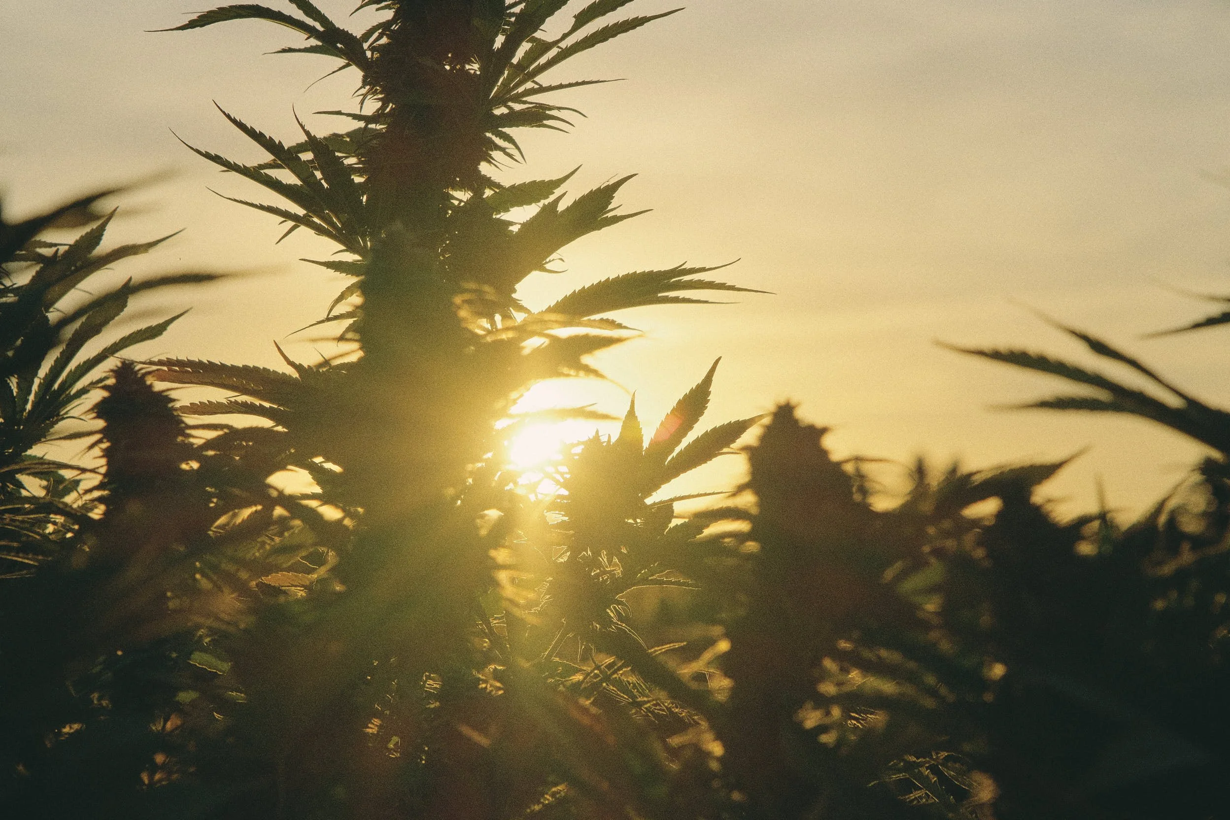 Silhouette of cannabis plants against a setting sun with clear sky.
