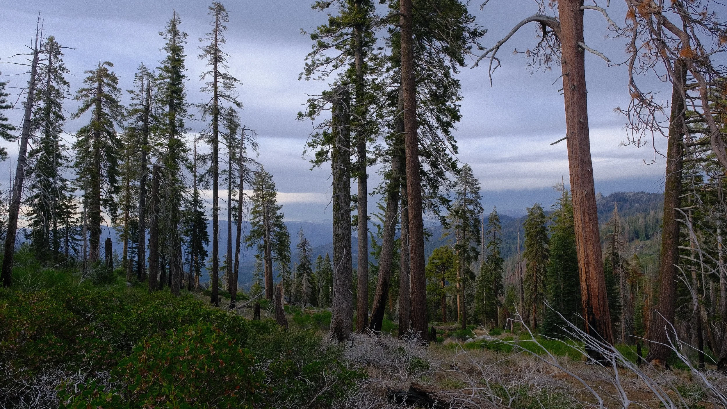 A dense forest of tall pine trees with a distant mountain range under a cloudy sky.