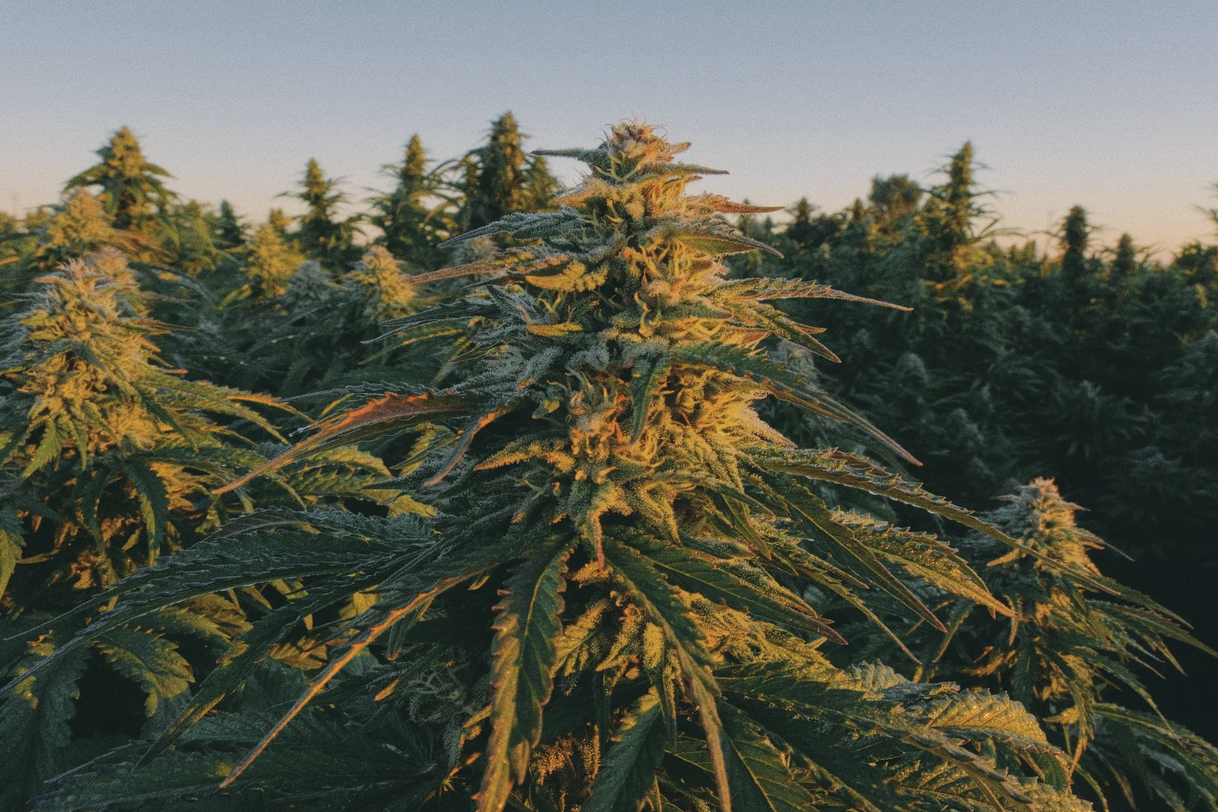 Cannabis plants growing outdoors during sunset.