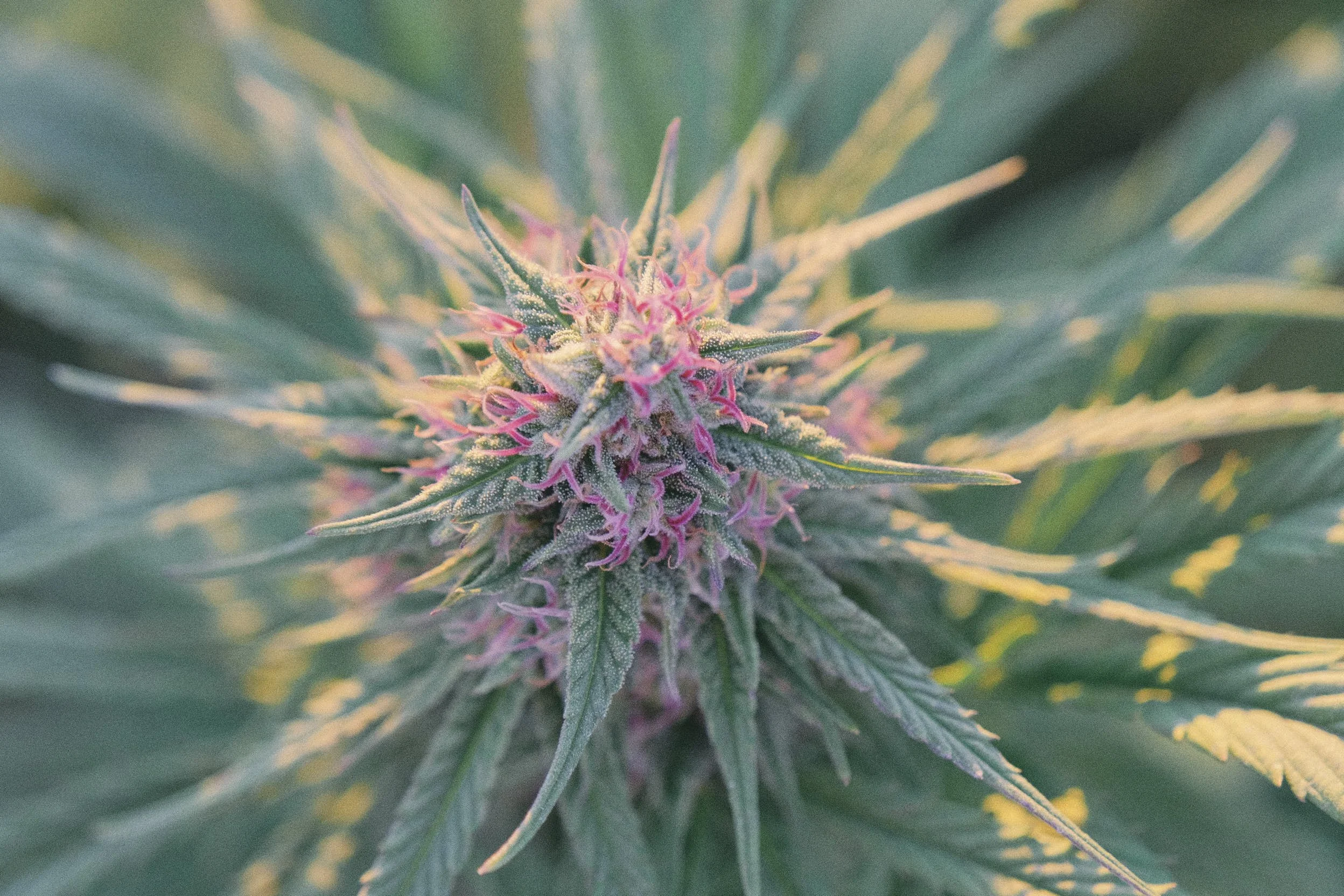 Close-up of a cannabis plant with purple and pink flowers and green leaves.