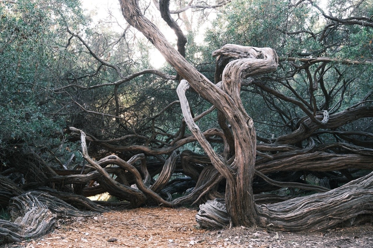 A tangled scene of twisted, gnarled tree branches and trunks in a forest with a dirt ground.