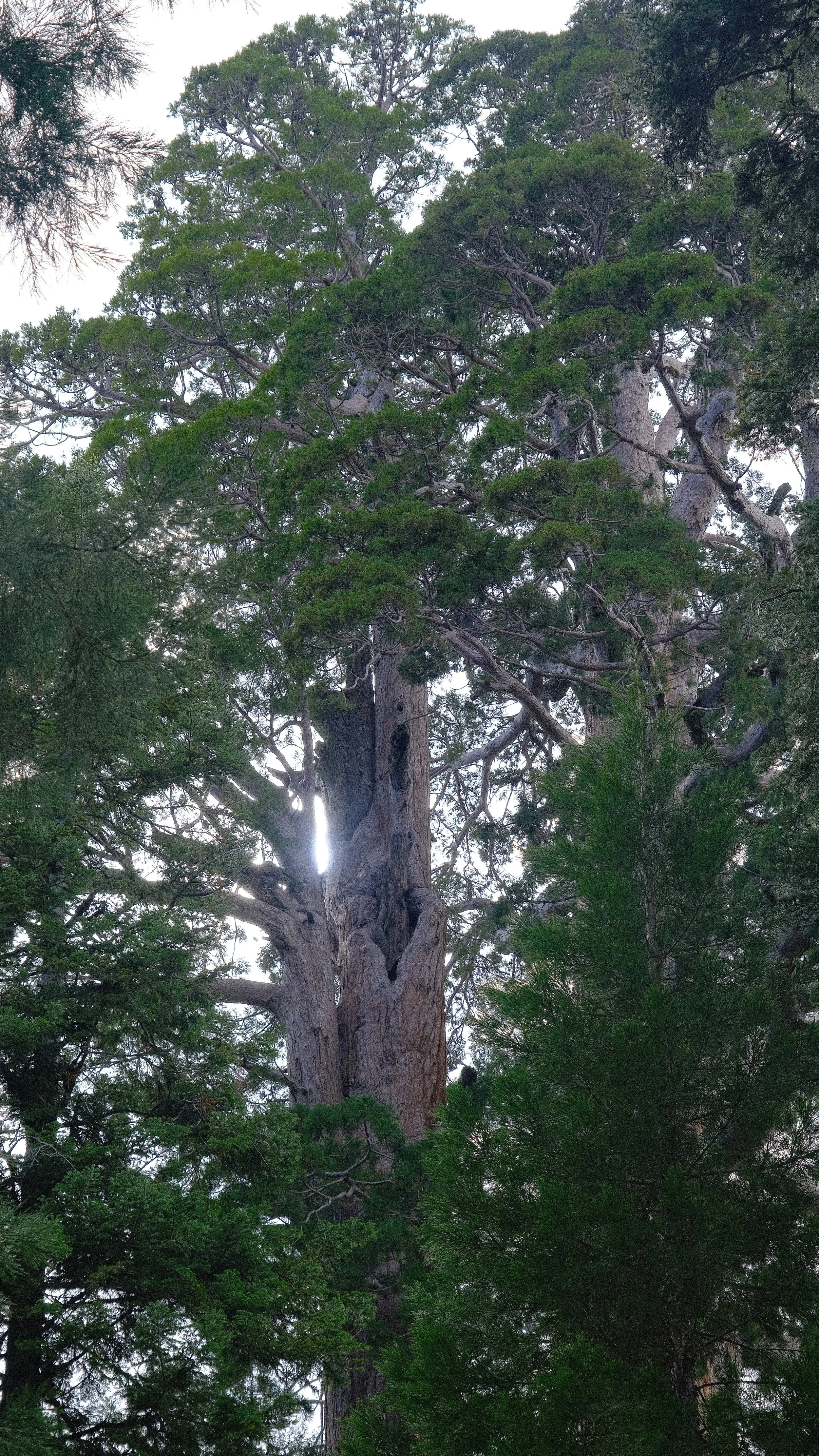 Tall, old tree with thick trunk and evergreen foliage surrounded by other trees in a forest setting