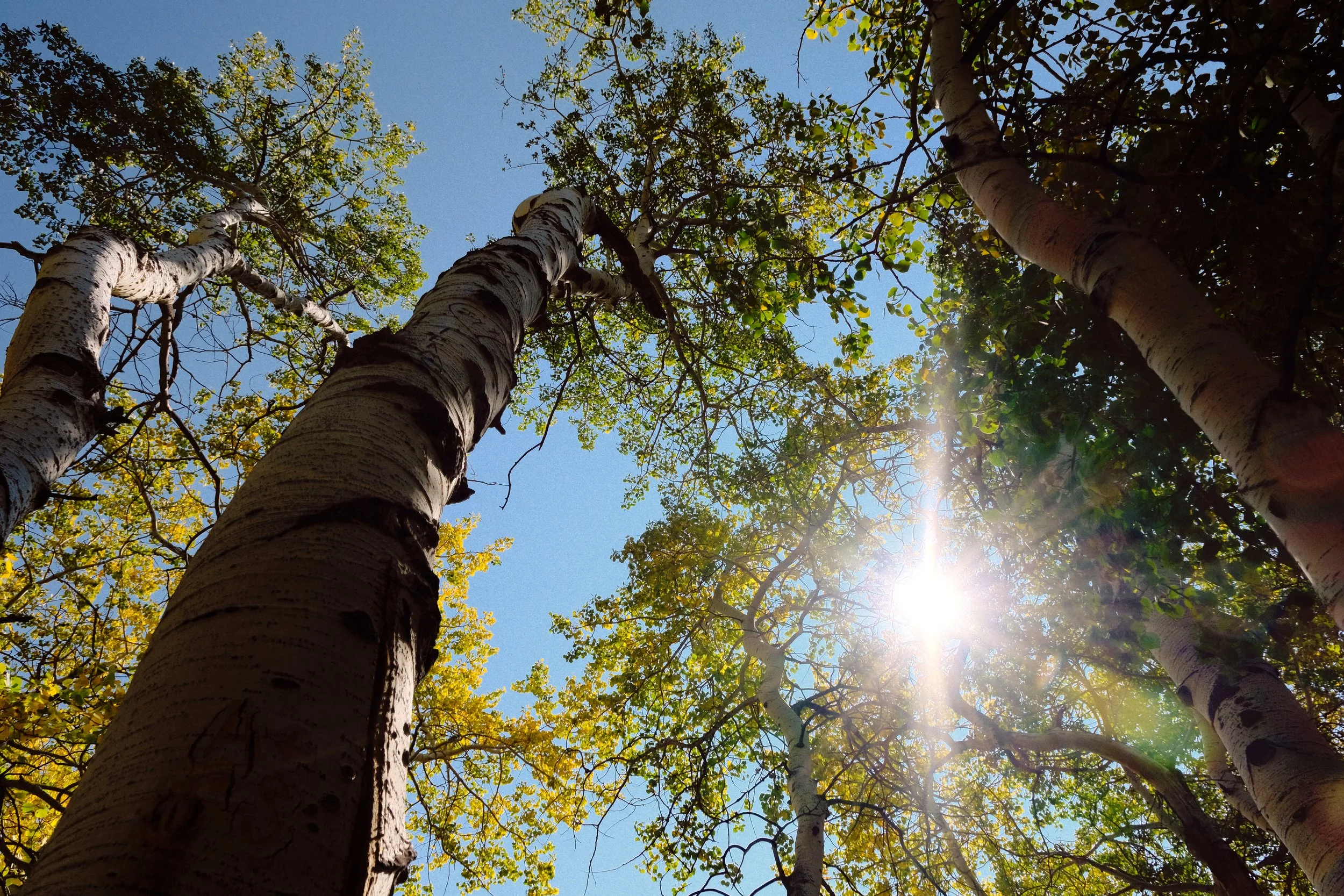 View of tall aspen trees from below with sunlight shining through the green leaves against a blue sky.