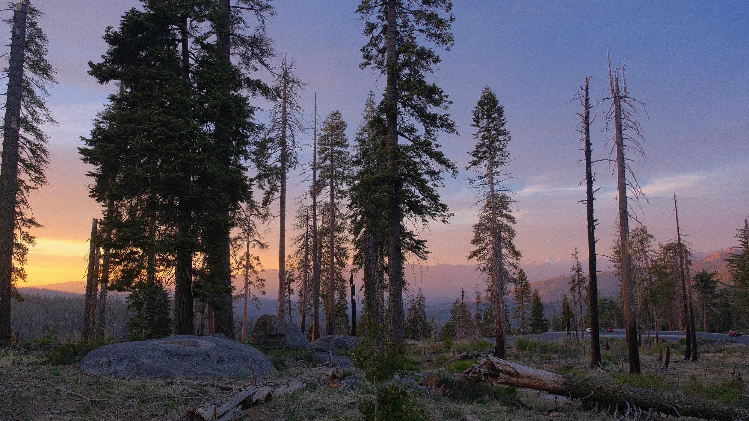 A forest scene at sunset with tall trees, some with green foliage and others dead, large rocks on the ground, and mountains in the background under a partly cloudy sky.