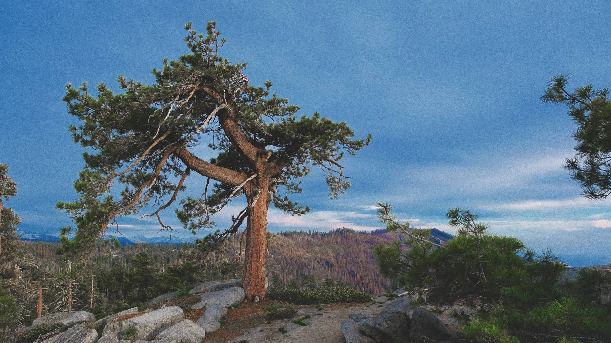 A tall pine tree with twisted branches stands on a rocky outcrop overlooking a forested valley and distant mountains under a partly cloudy sky.