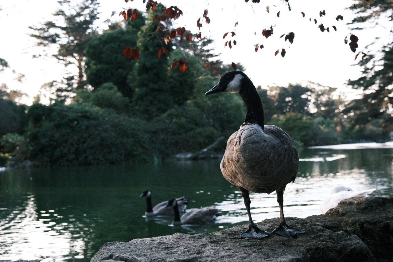 A Canadian goose standing on a rock near a body of water with two ducks swimming nearby, surrounded by trees and foliage.
