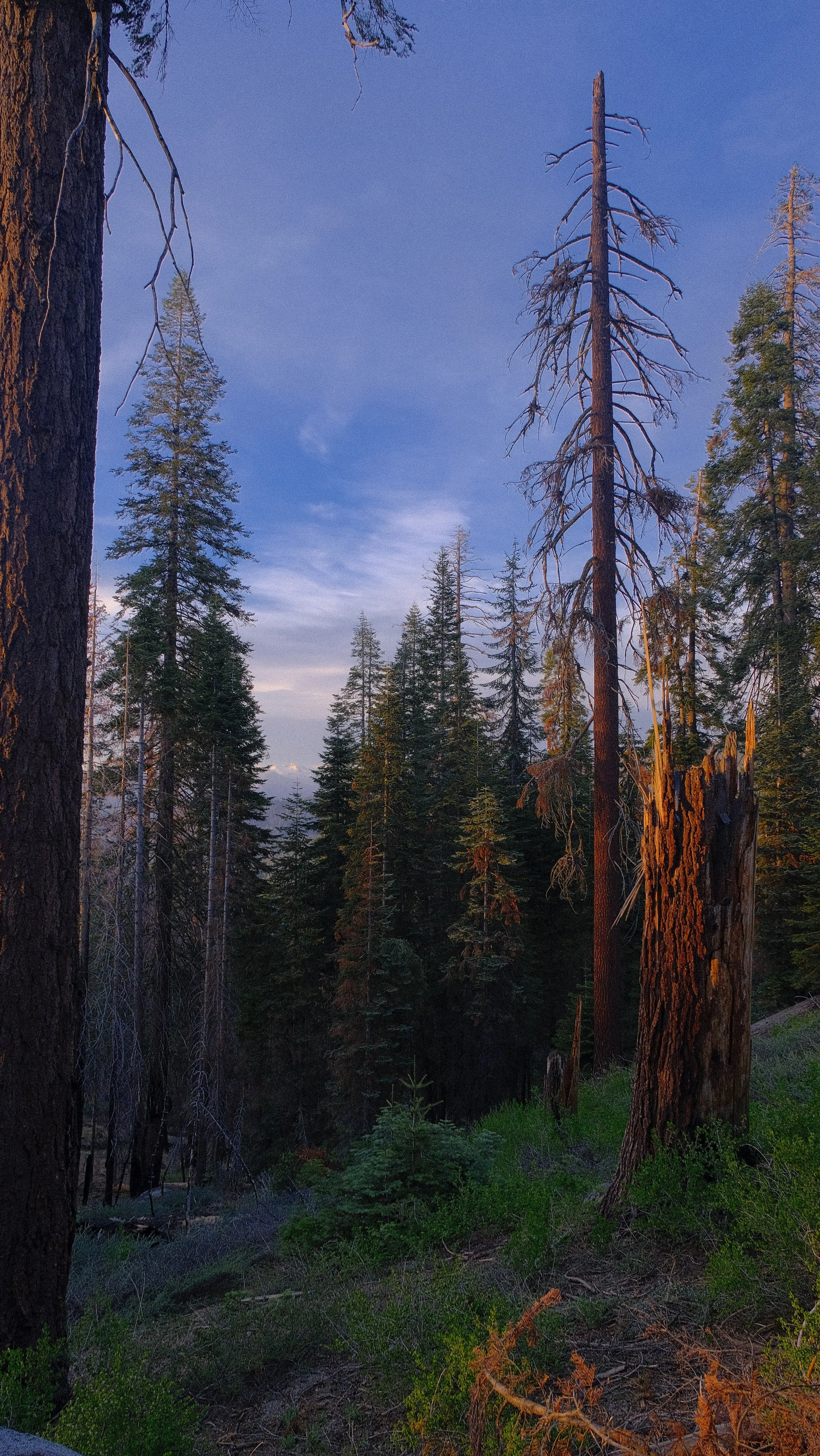 A forest scene at dusk with tall trees, some with broken or dead branches, and a partly cloudy sky with the setting sun casting a warm glow.