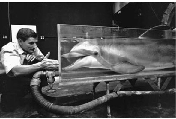 1965: Recording of the dolphin Peter after being given LSD