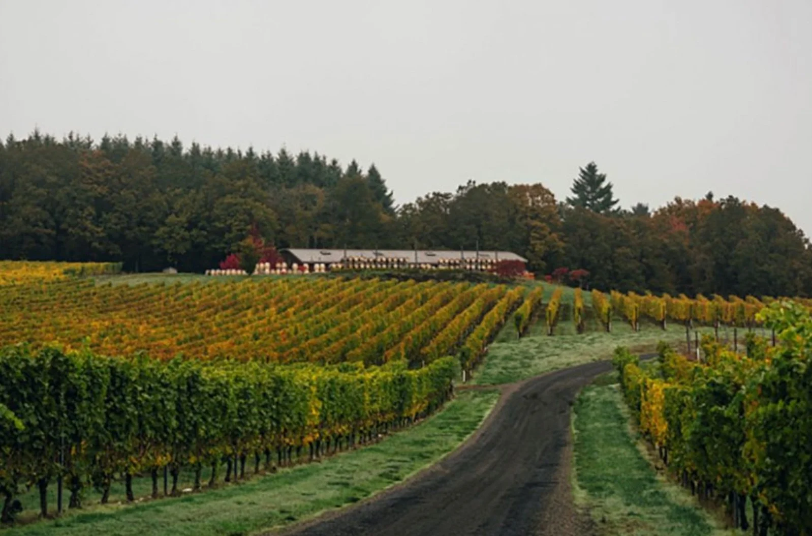 Screen Shot 2024-07-31 at 4.07.05 PM.jpg