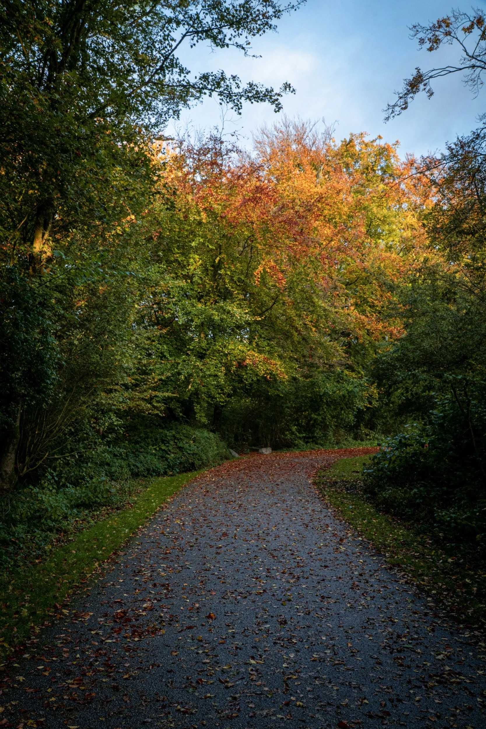 A winding gravel path through a forest with colorful fall foliage, leaves scattered on the ground, and a partly cloudy sky overhead.