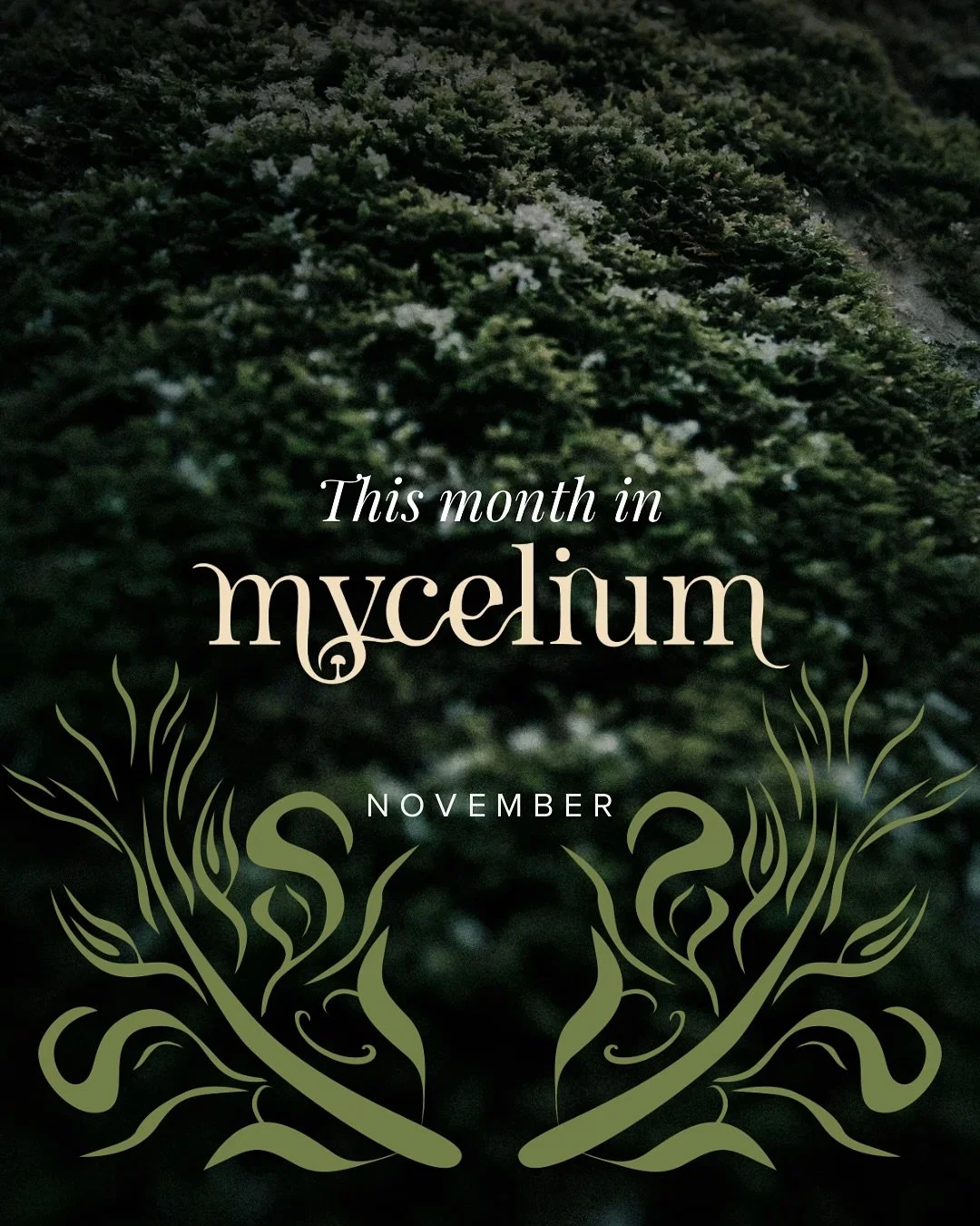 NOVEMBER in our digital ecosystem for women&rsquo;s medicine, growth &amp; sisterhood&hellip; fuelled by feminine depth, not algor!thms&hellip;

Comment &ldquo;ECOSYSTEM&rdquo; to join us underground 🍃🍄