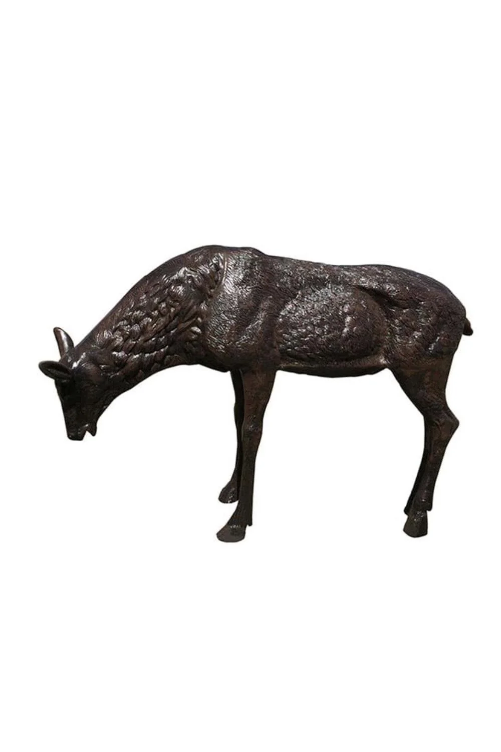 Female Grazing Elk