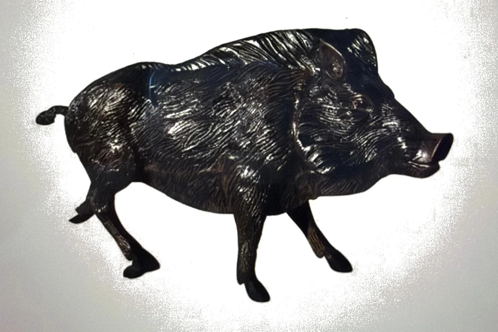 boar_white_2x3.jpg