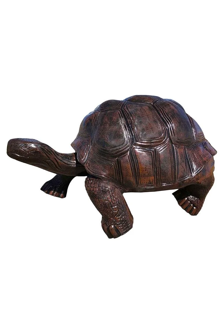 turtle_2x3_fit.jpg