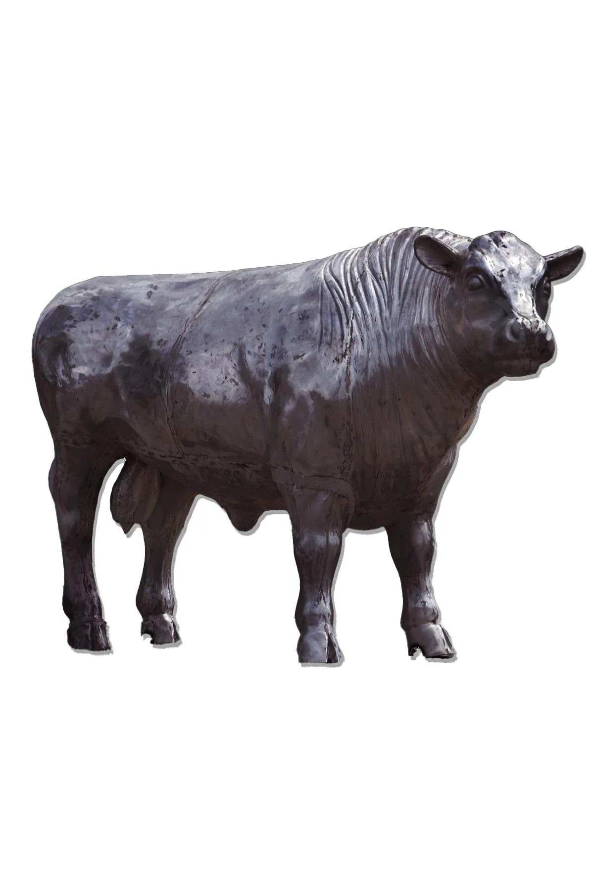 bull_2x3.jpg