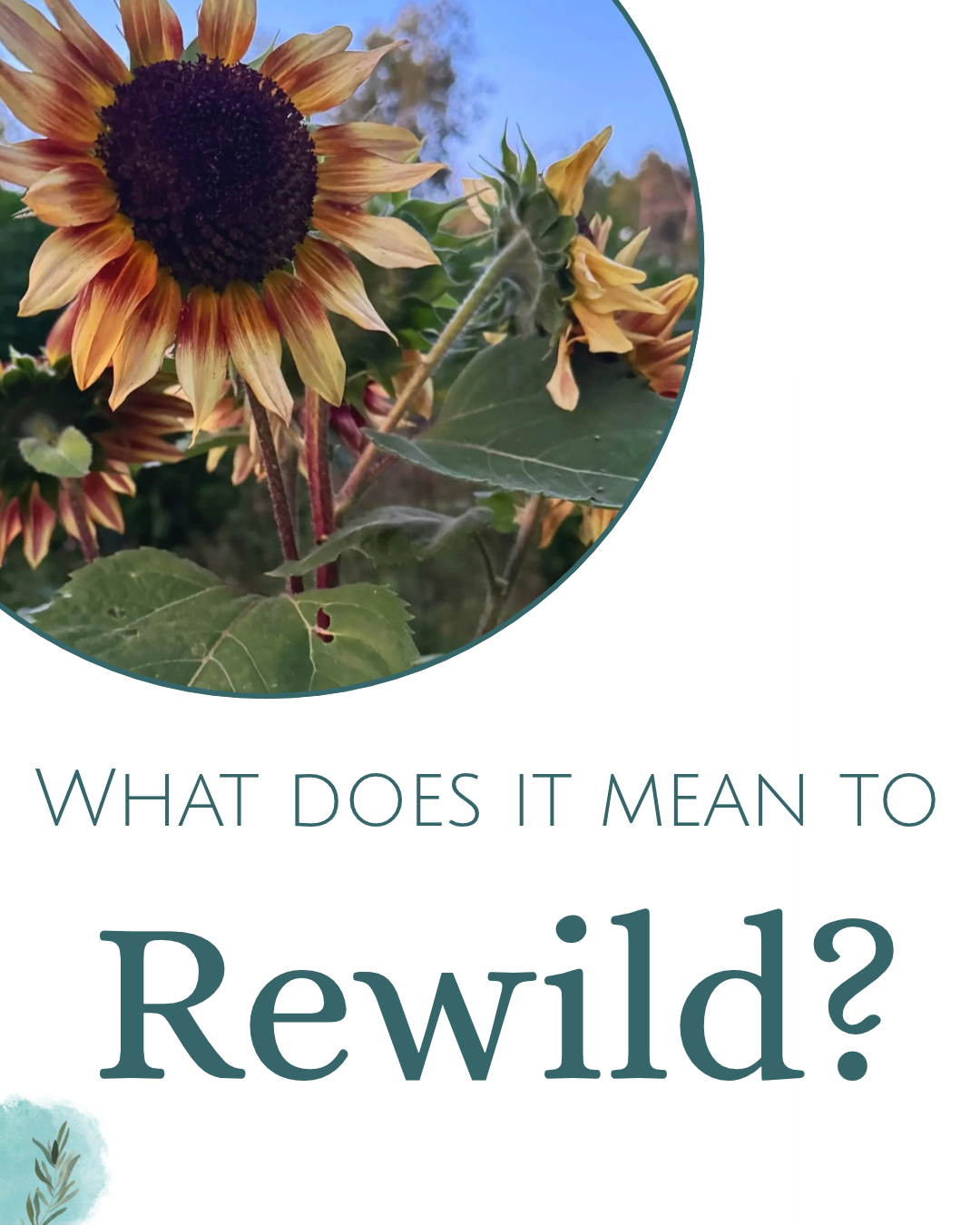 What Does It Mean to Rewild?